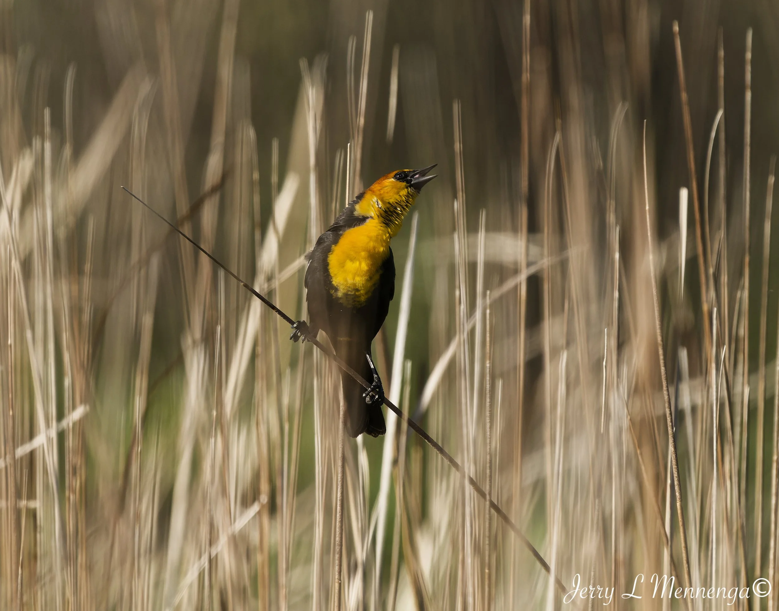Birds Owego Wetland 2026 05-13_0053_DxO.jpg