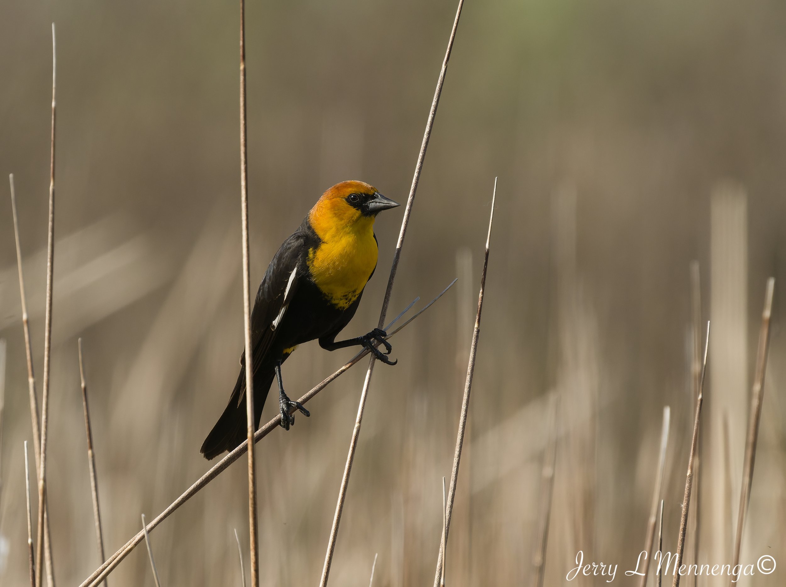 Birds Owego Wetland 2026 05-13_0166_DxO.jpg