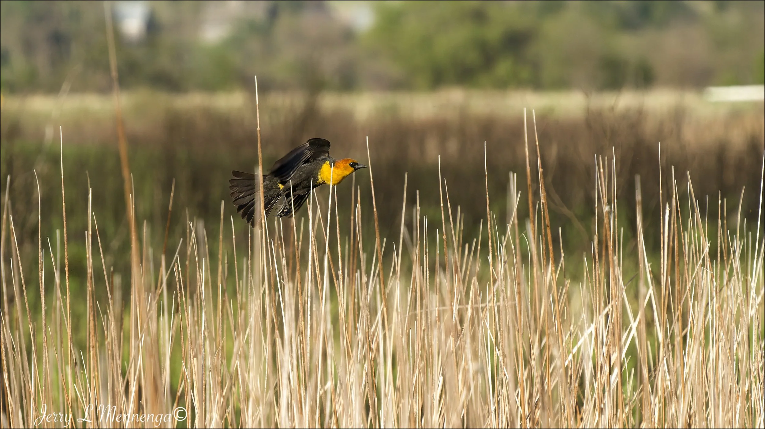 Birds Owego Wetland 2026 05-13_0432_BB_DxO.jpg