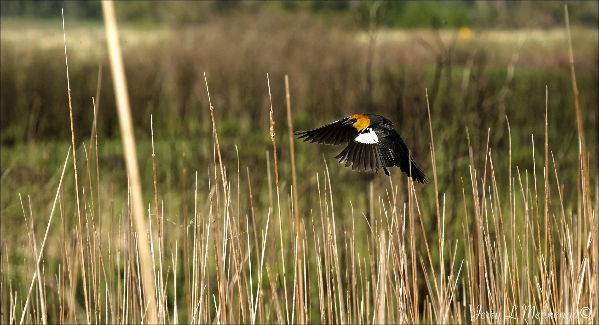 Birds Owego Wetland 2026 05-13_0466_BB_DxO.jpg