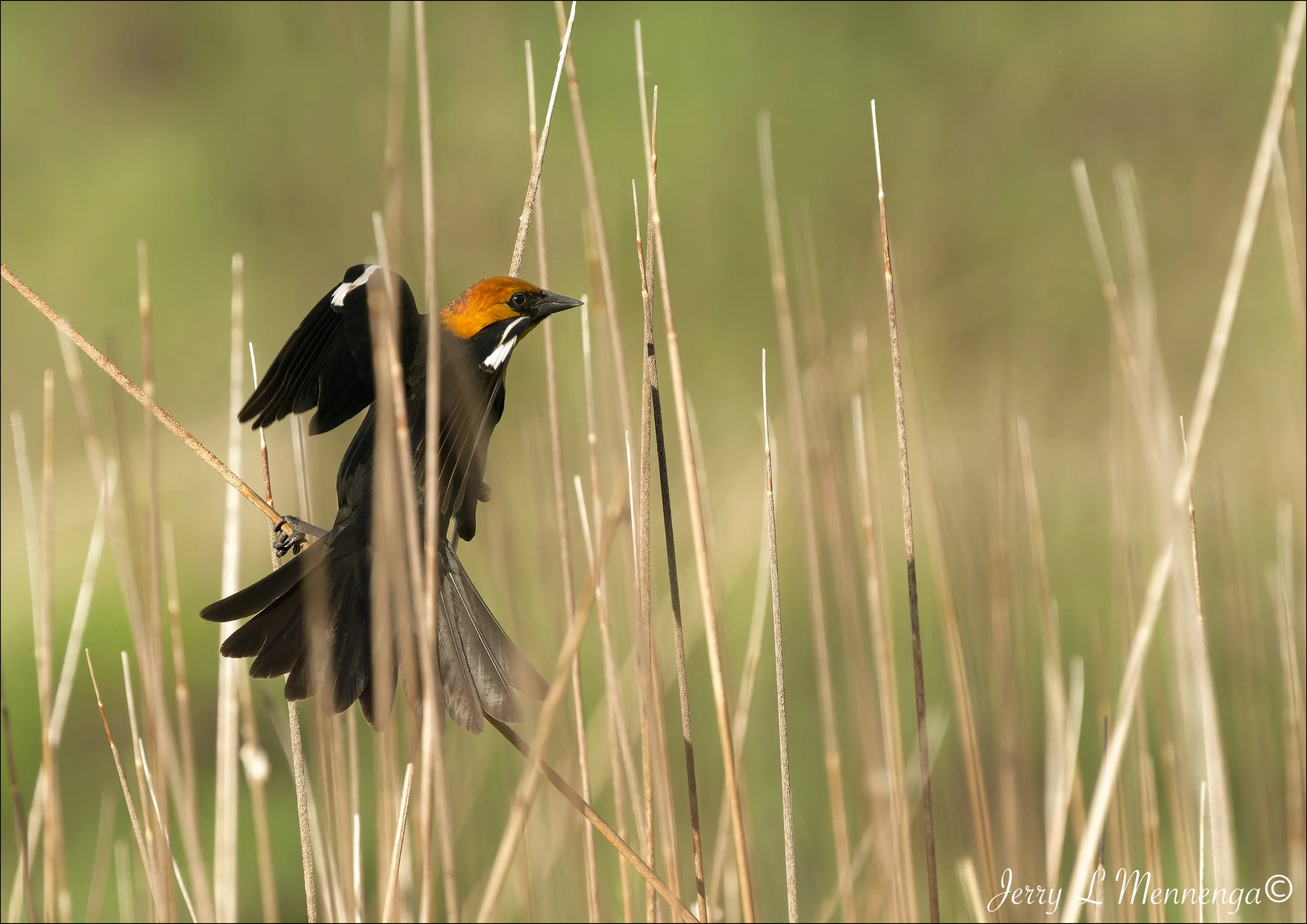 Birds Owego Wetland 2026 05-13_0514_BB_DxO.jpg