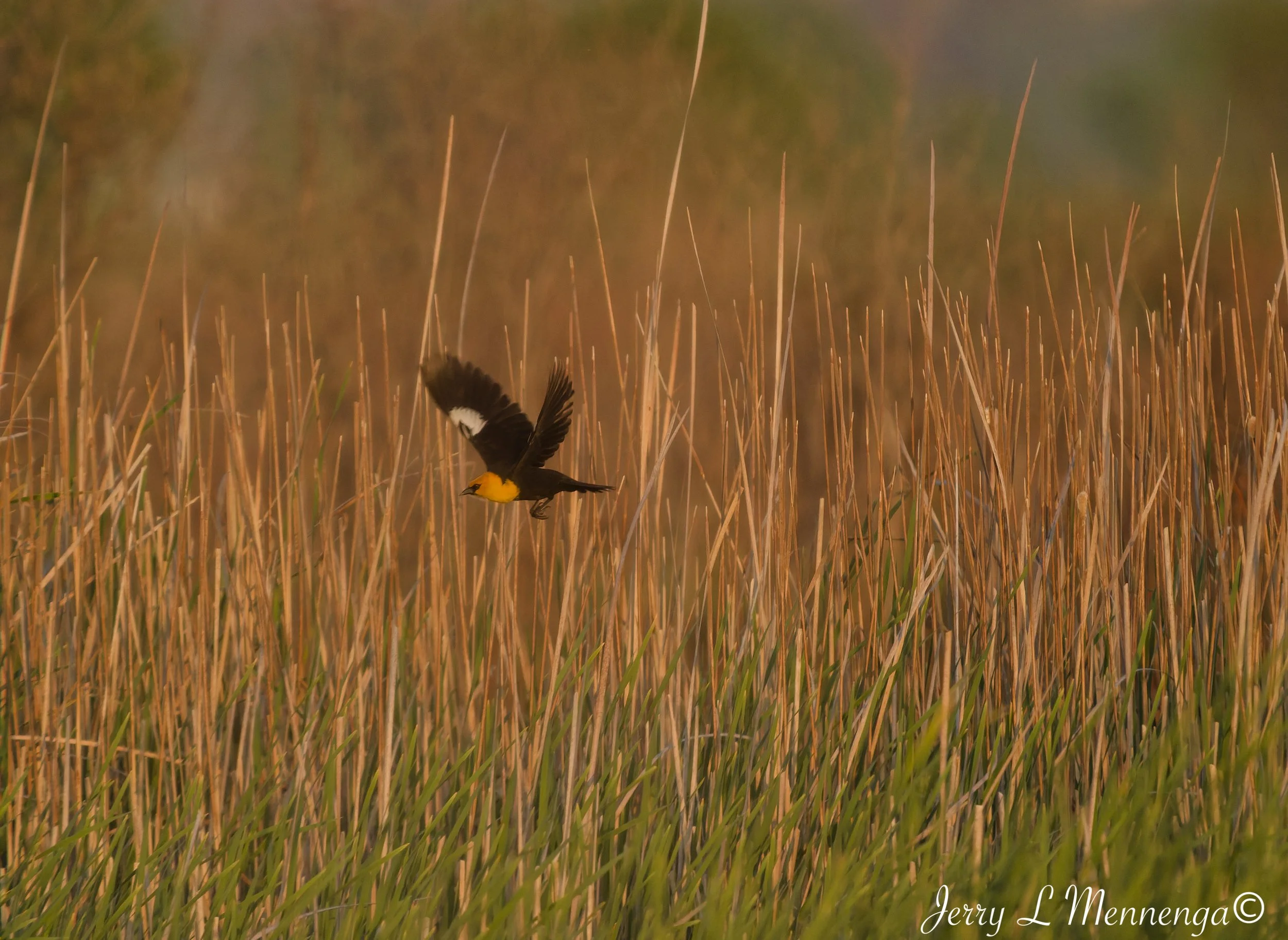 BirdsOwegoWetland202605-10_2798_DxO.jpg