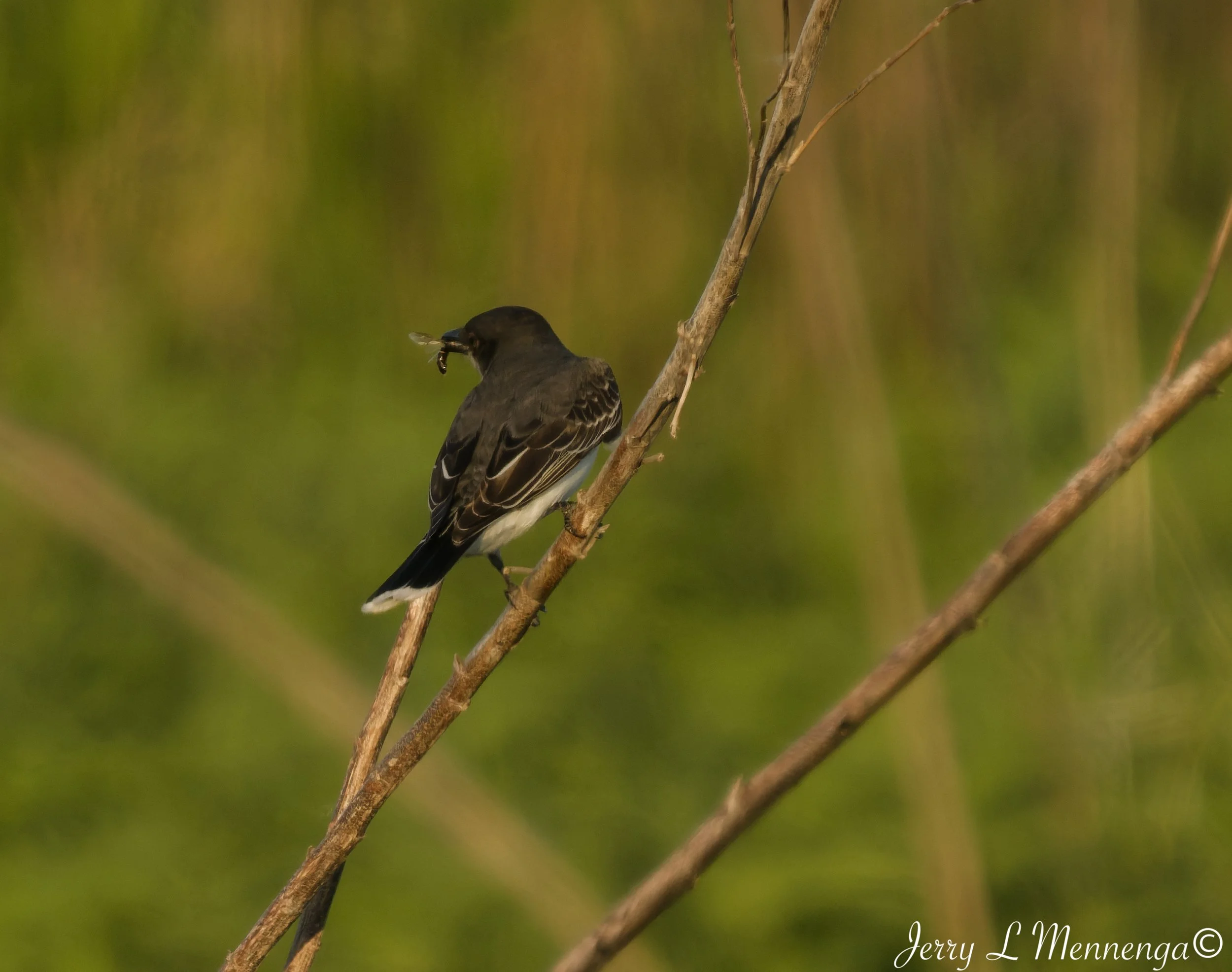 BirdsOwegoWetlandSloan202605-26_0804_DxO.jpg