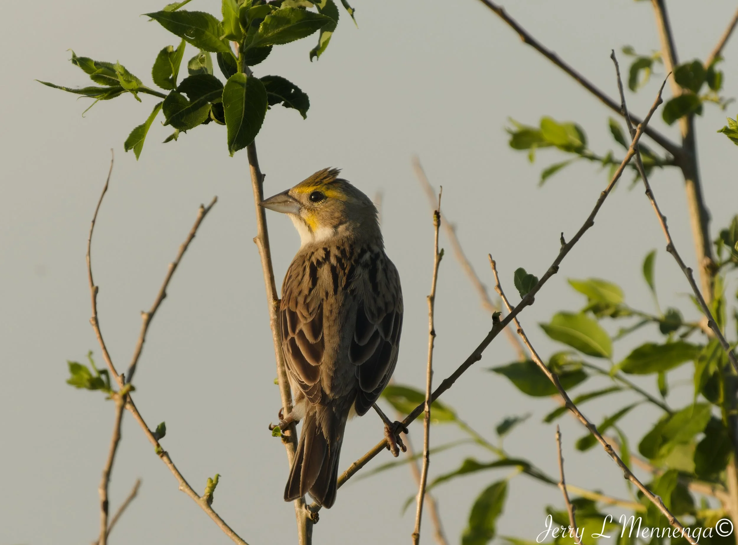 BirdsOwegoWetlandSloan202605-26_0928_DxO.jpg