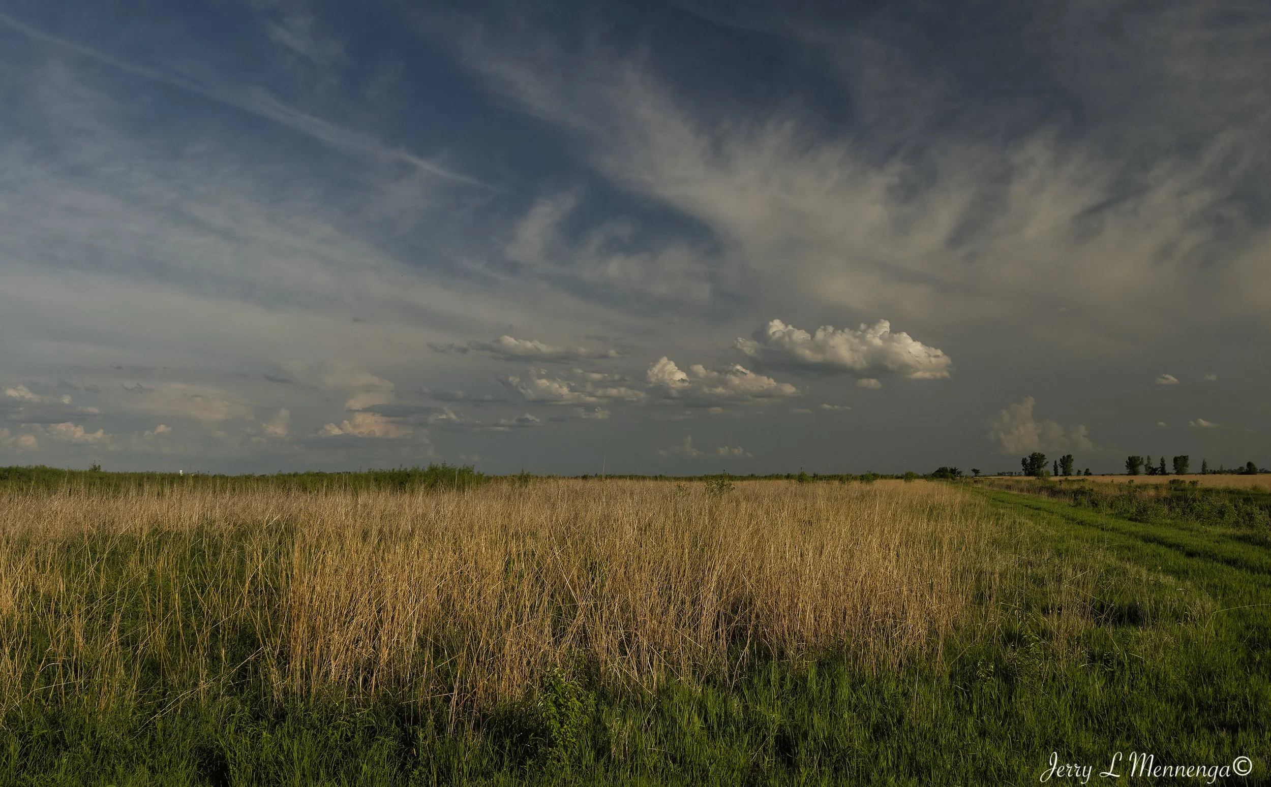 BirdsOwegoWetland202606-06_1005_DxO.jpg
