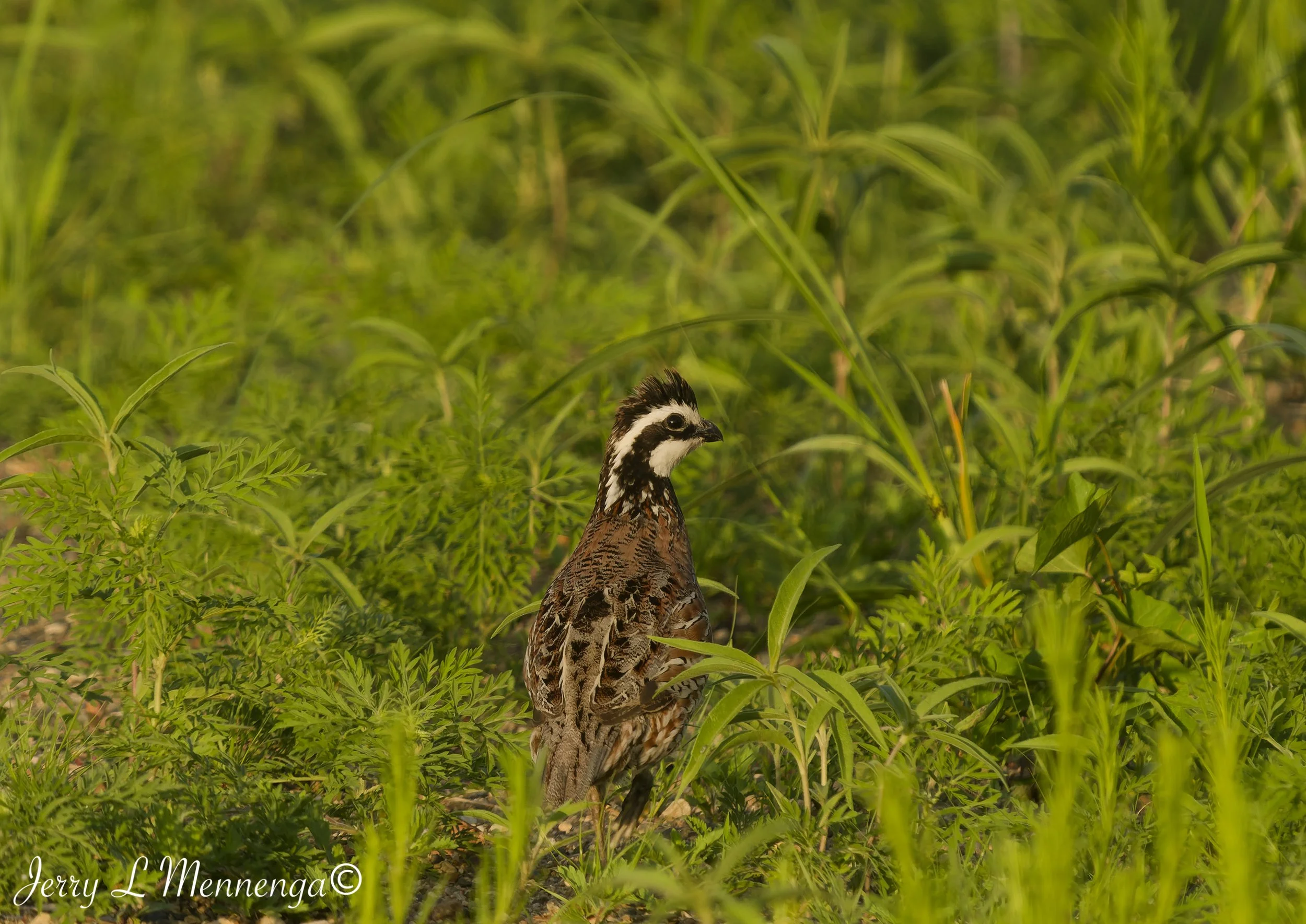BirdsOwegoWetland202606-06_1556_DxO.jpg
