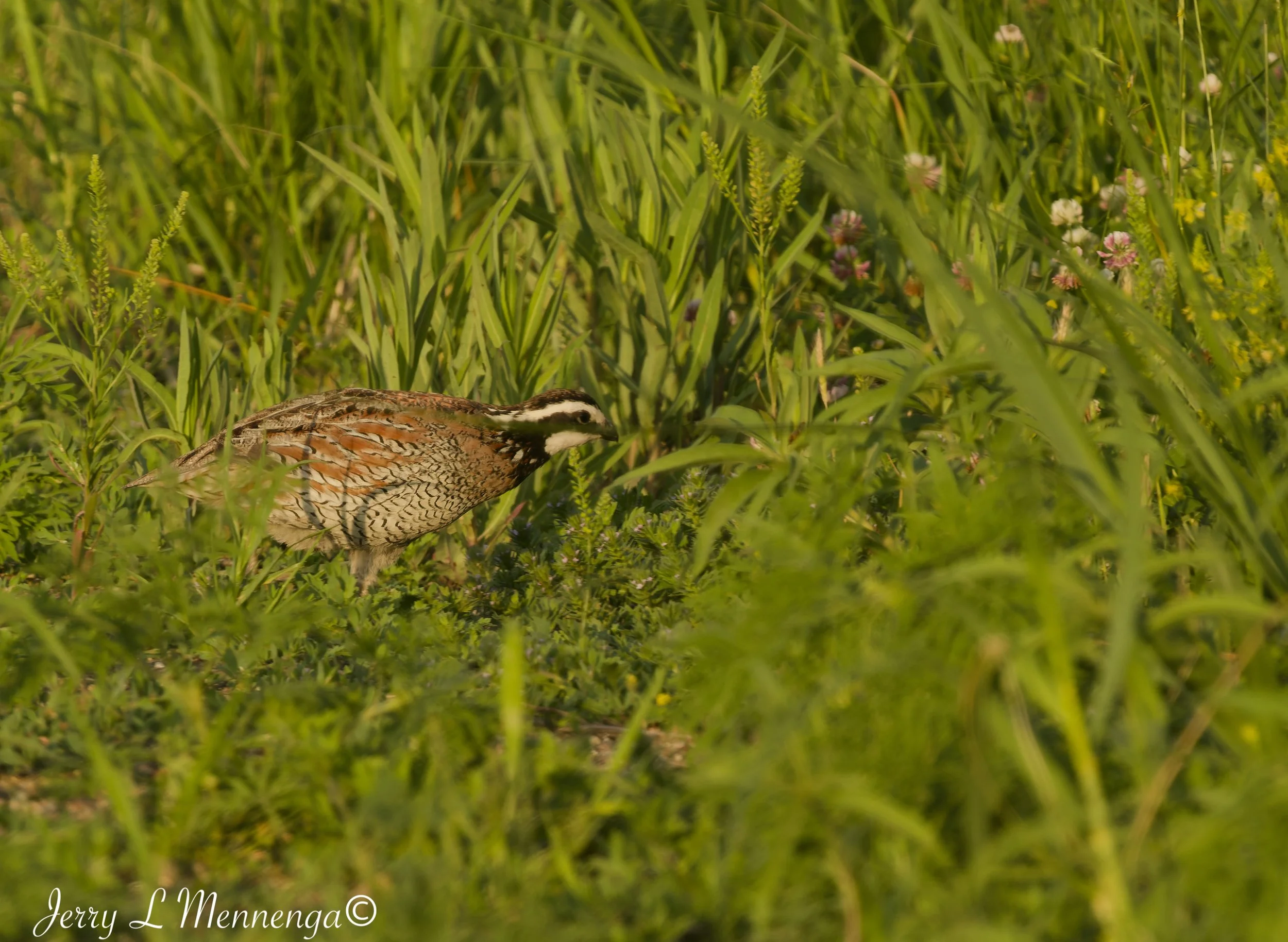 BirdsOwegoWetland202606-06_1711_DxO.jpg