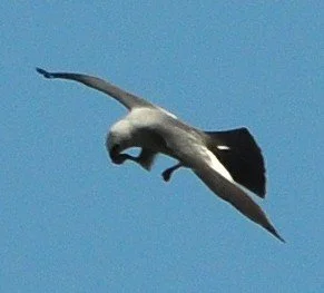 2026.06.10 MiKi1223 IA Huser.JPG