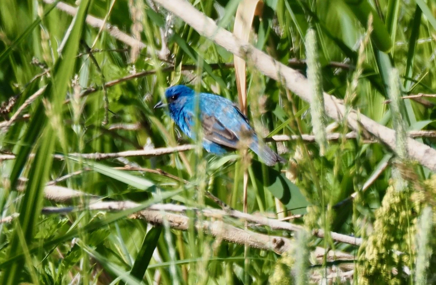 IMG_0639.jpg