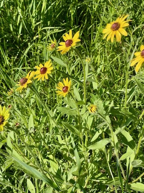 IMG_7003.jpeg
