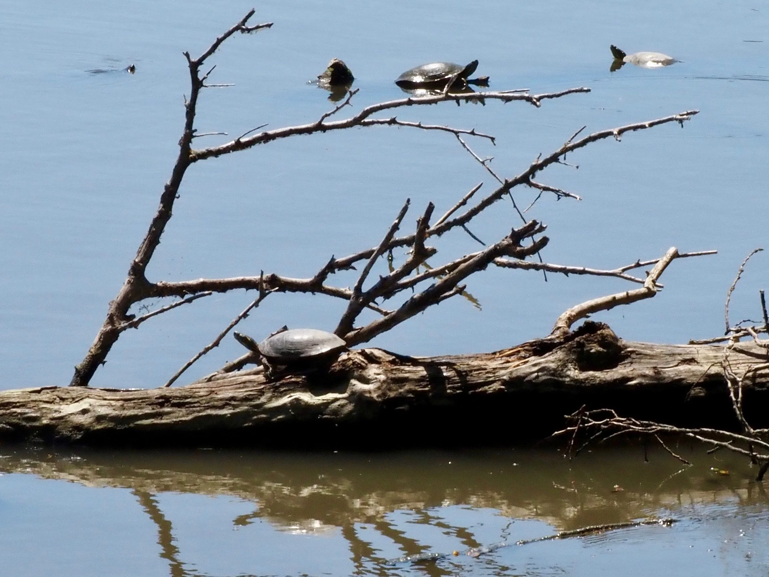 Turtles.jpg