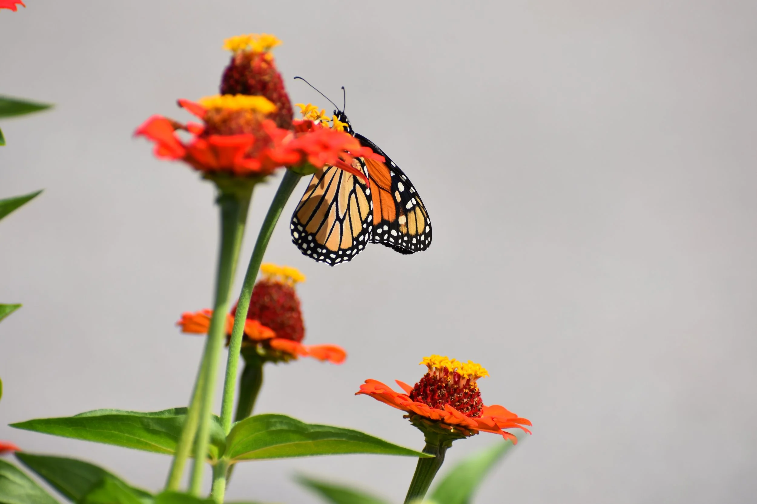 Akron Farmer's Market - Loess Hills Audubon Information Table