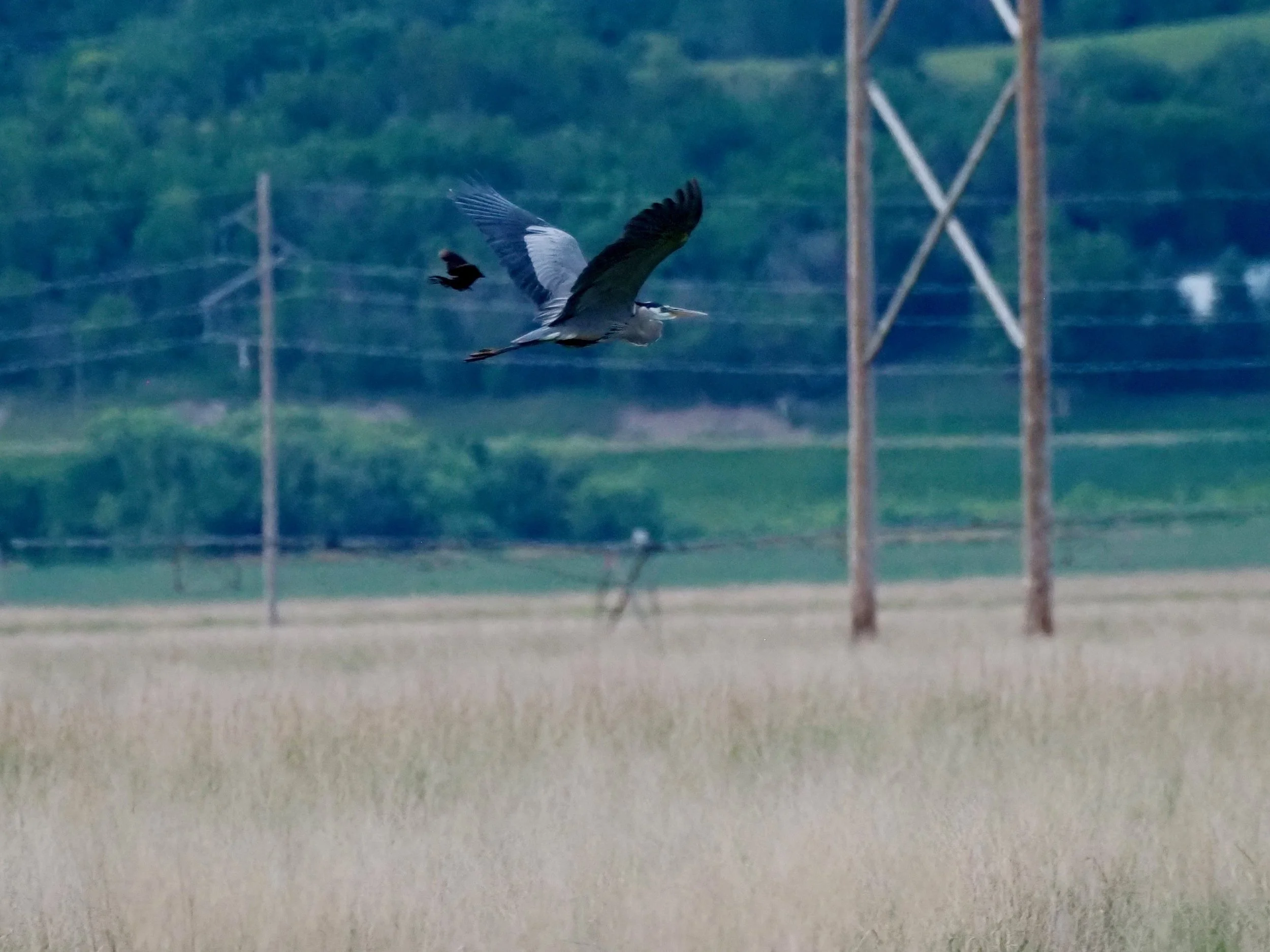 Blue Heron.jpg