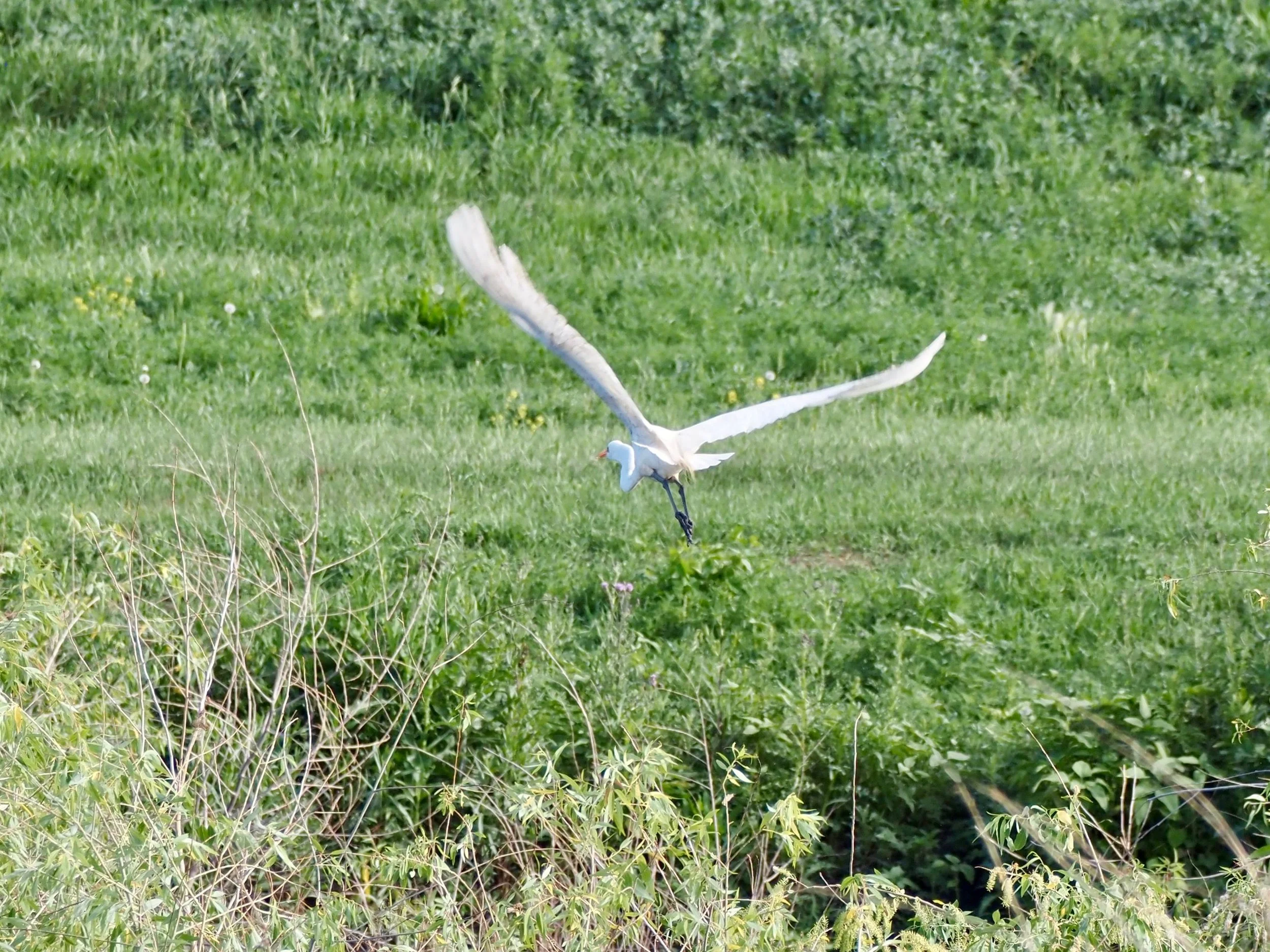 Egret 2.jpg