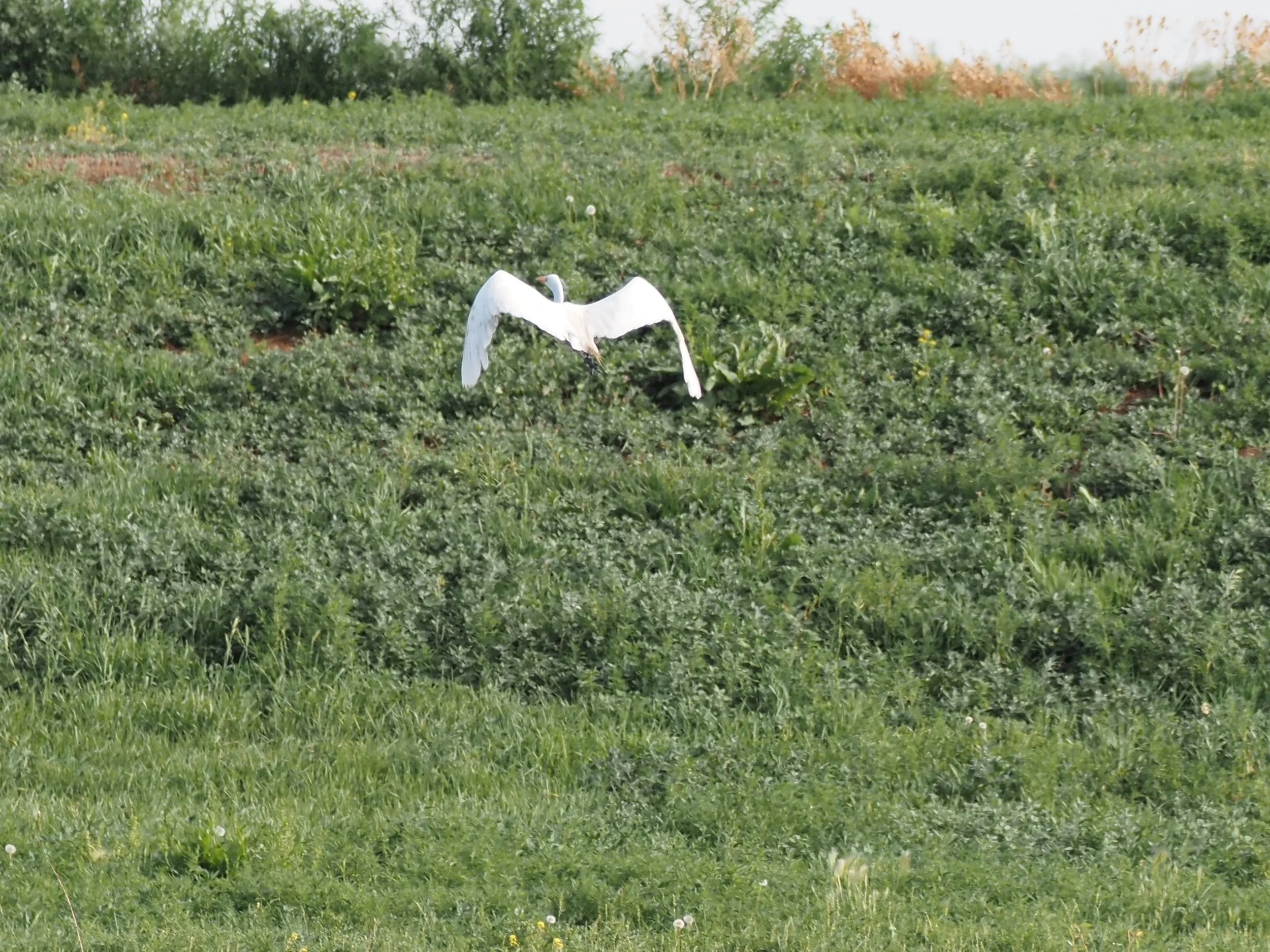 Egret 3.JPG