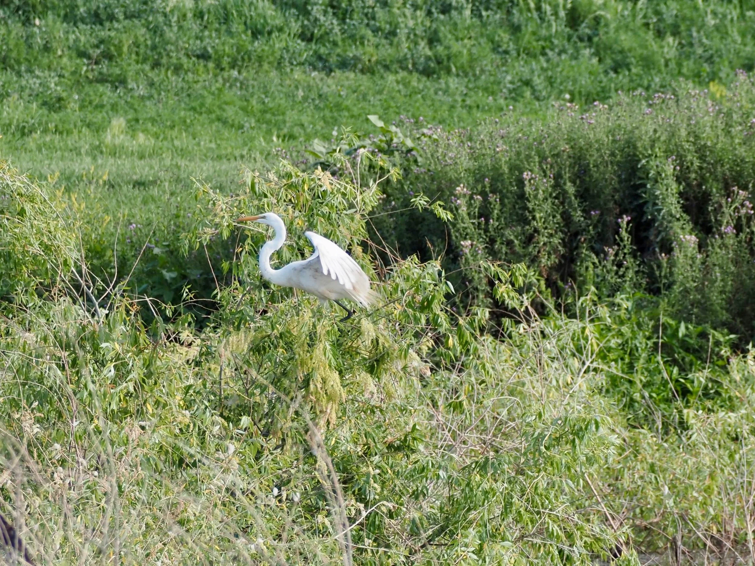 Egret.jpg