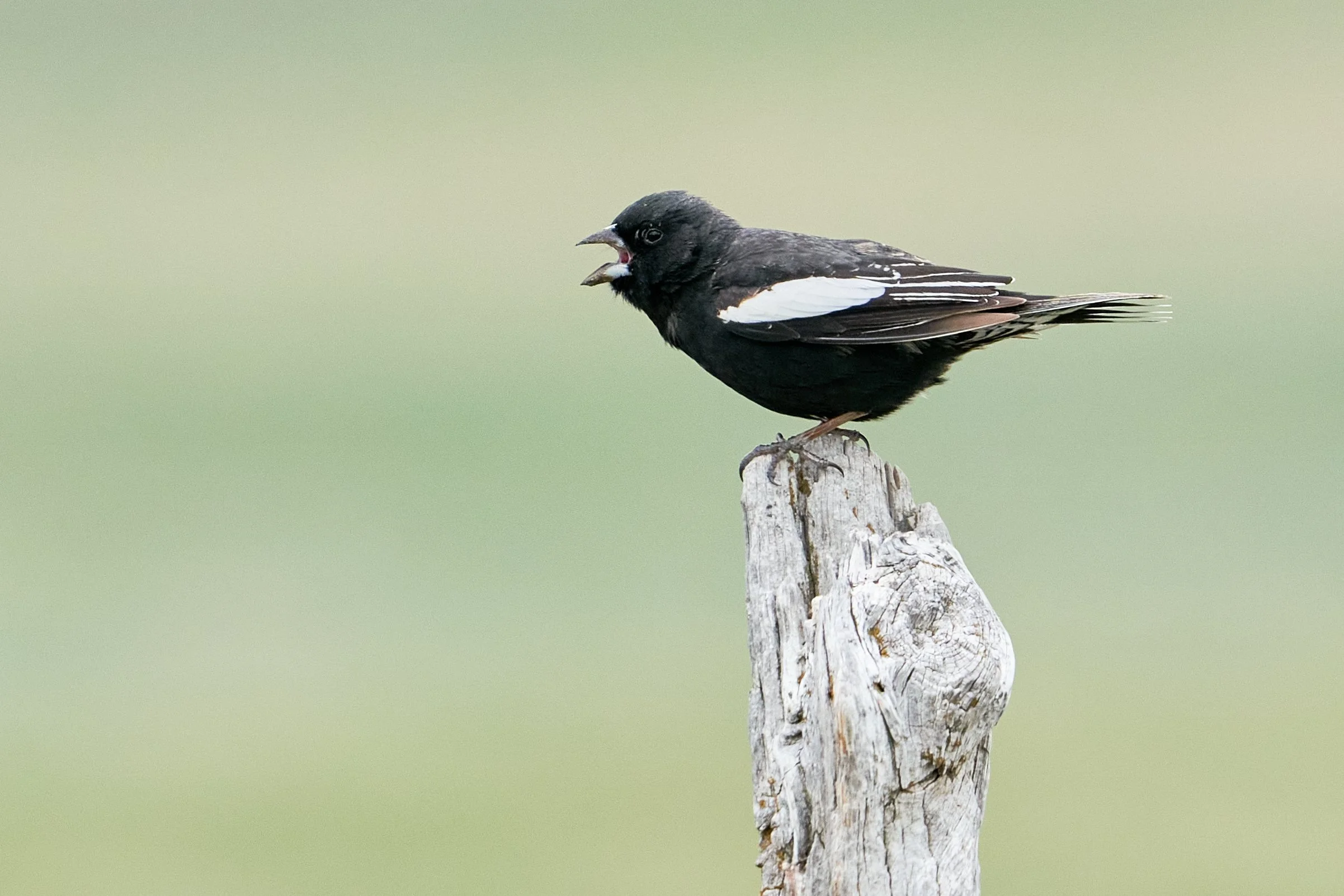 Sparrow Identification with Thane Dinsdale