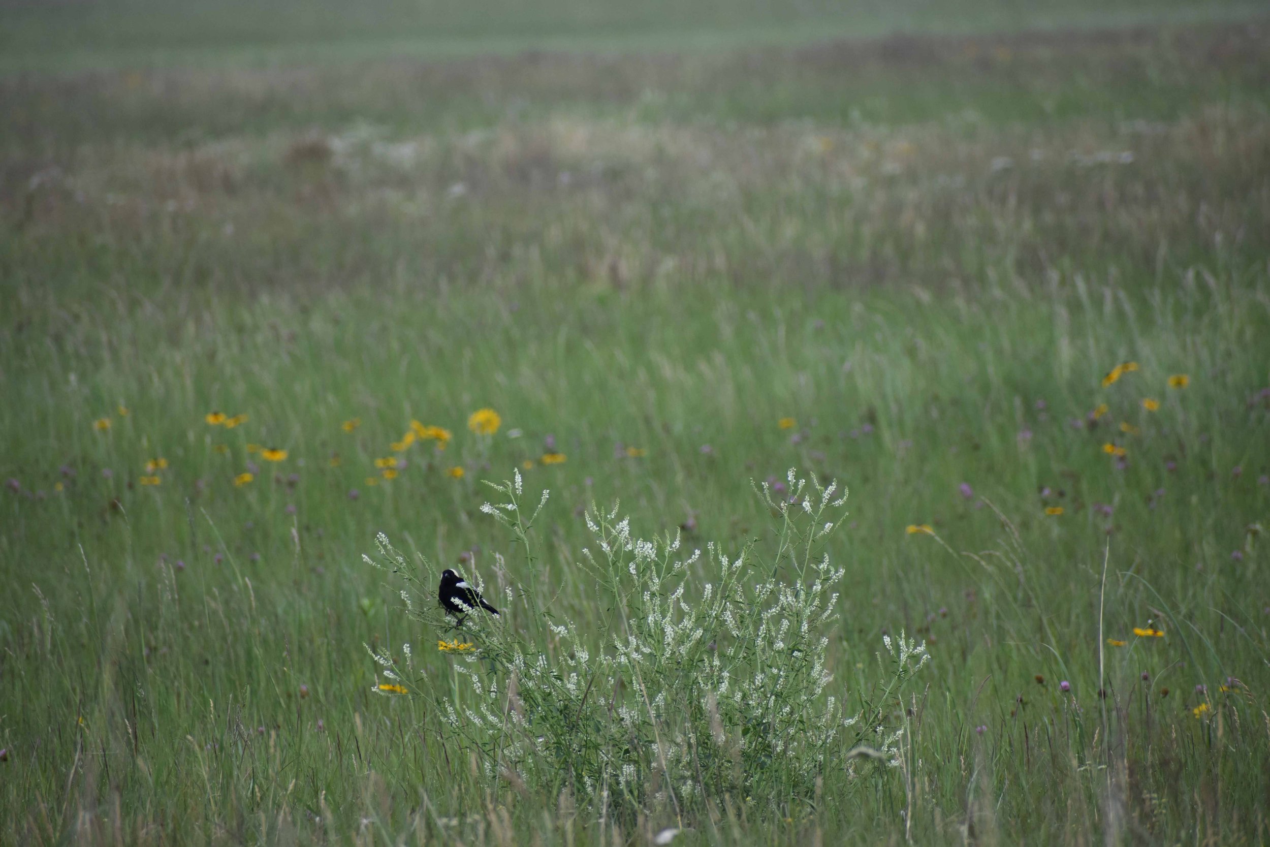 Bobolink reduced.JPG