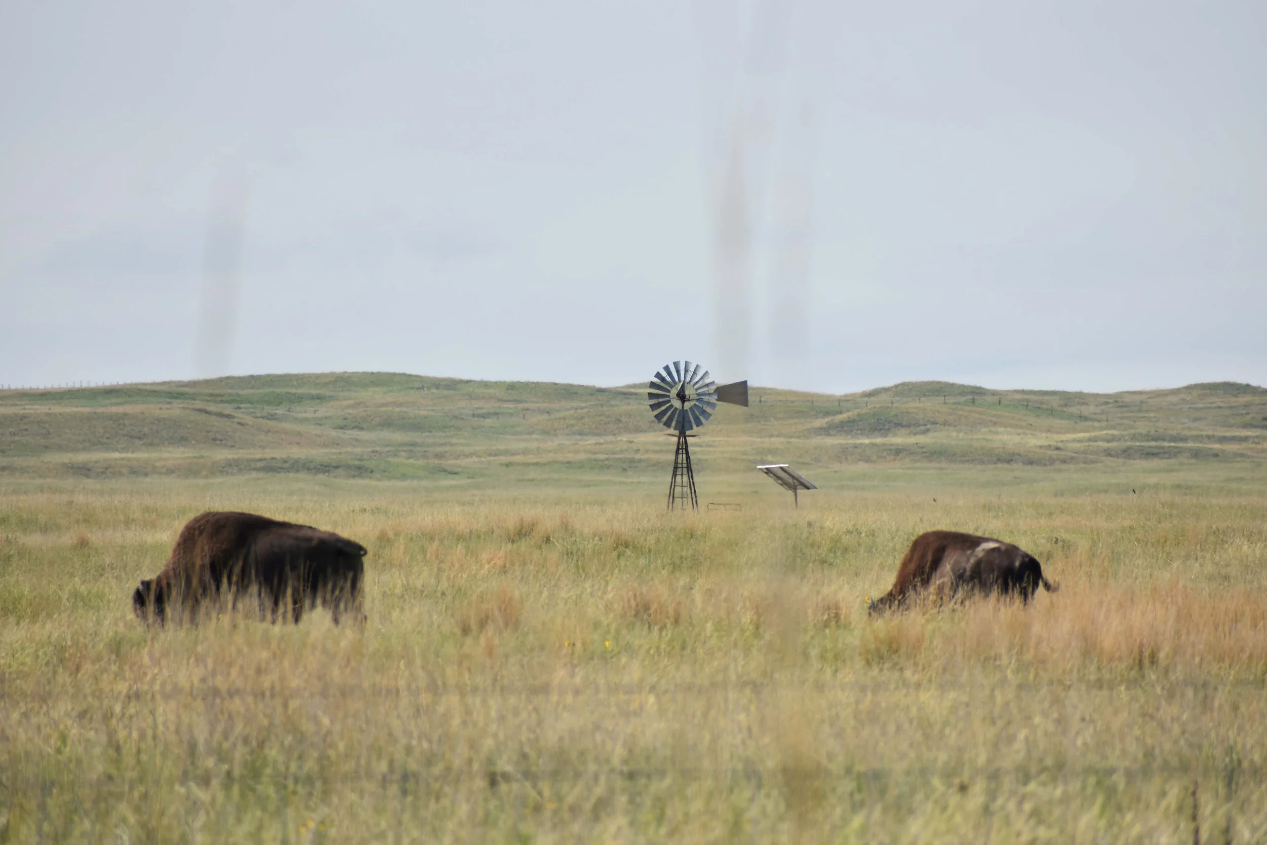 Buffalo and windmill reduced.JPG