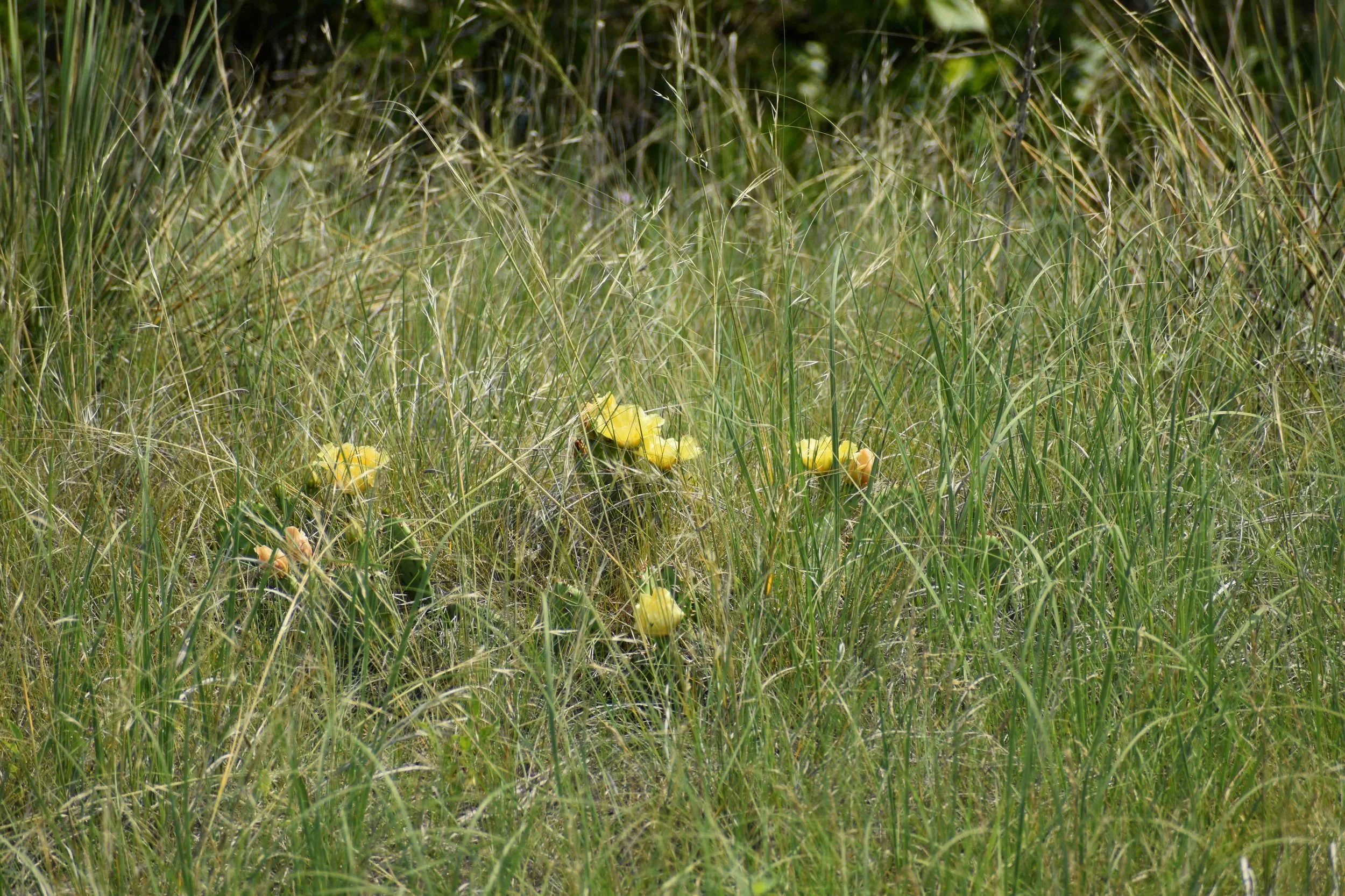 Cactus reduced.JPG