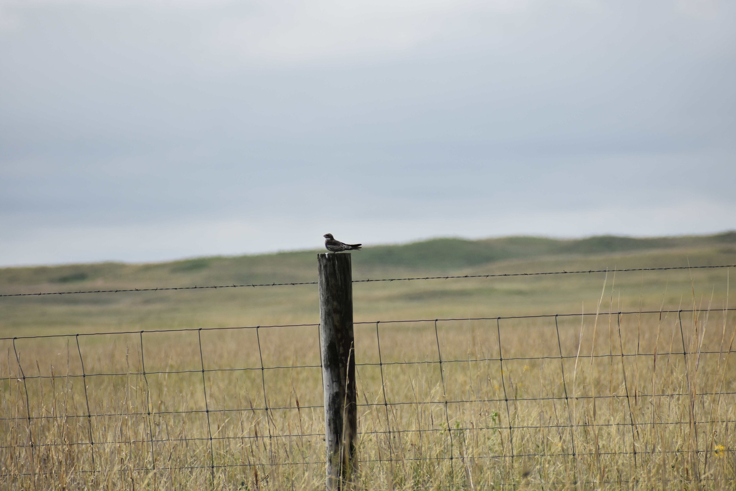 Common Nighthawk reduced.JPG