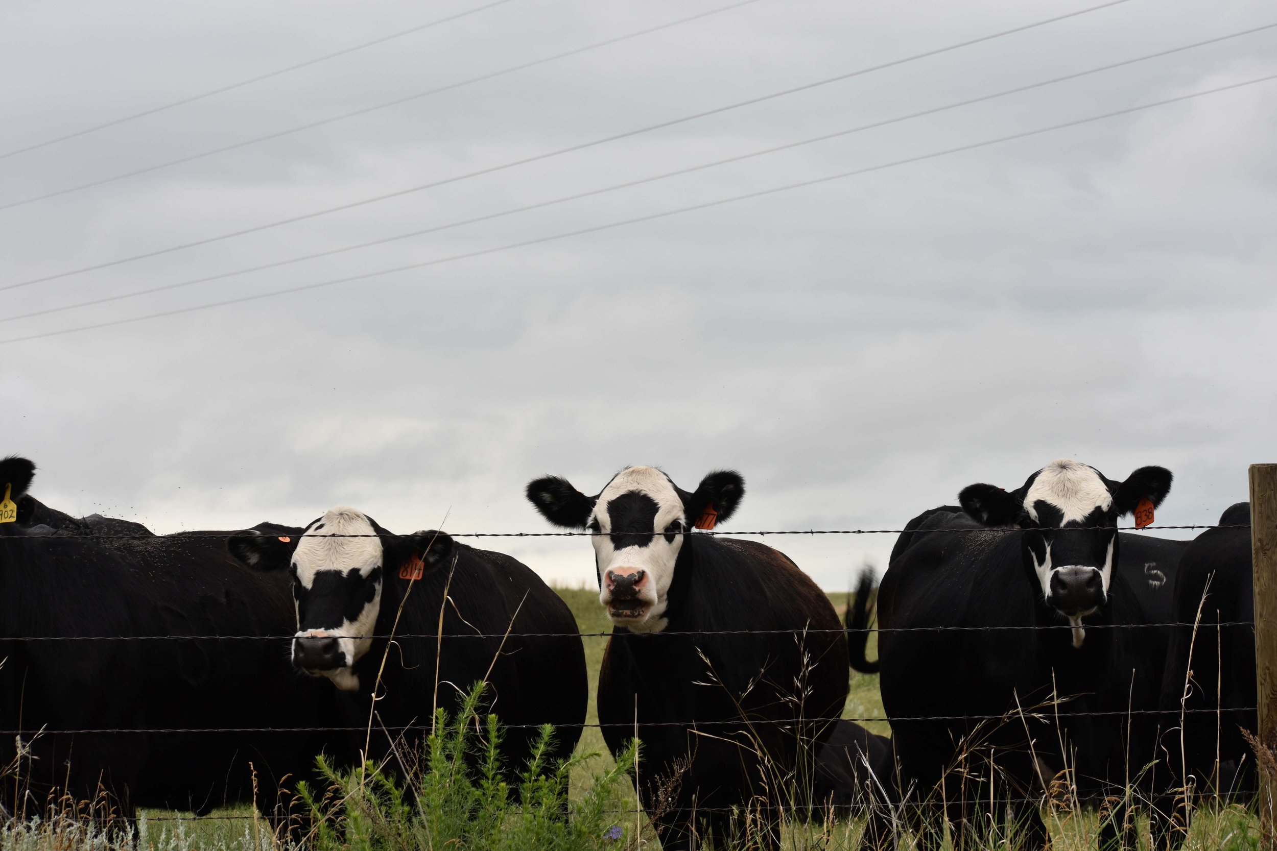 Cows b and white reduced.JPG