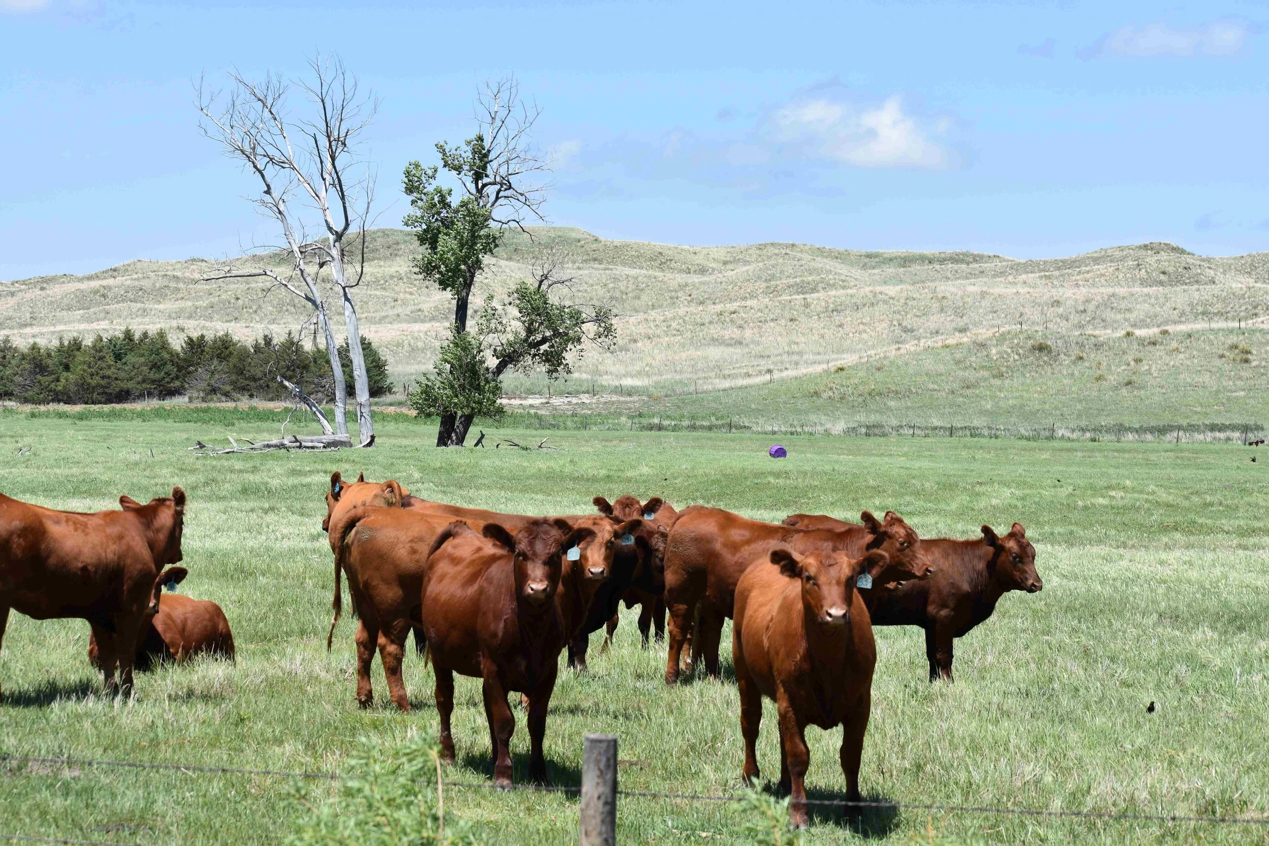 Cows Reduced 2.JPG
