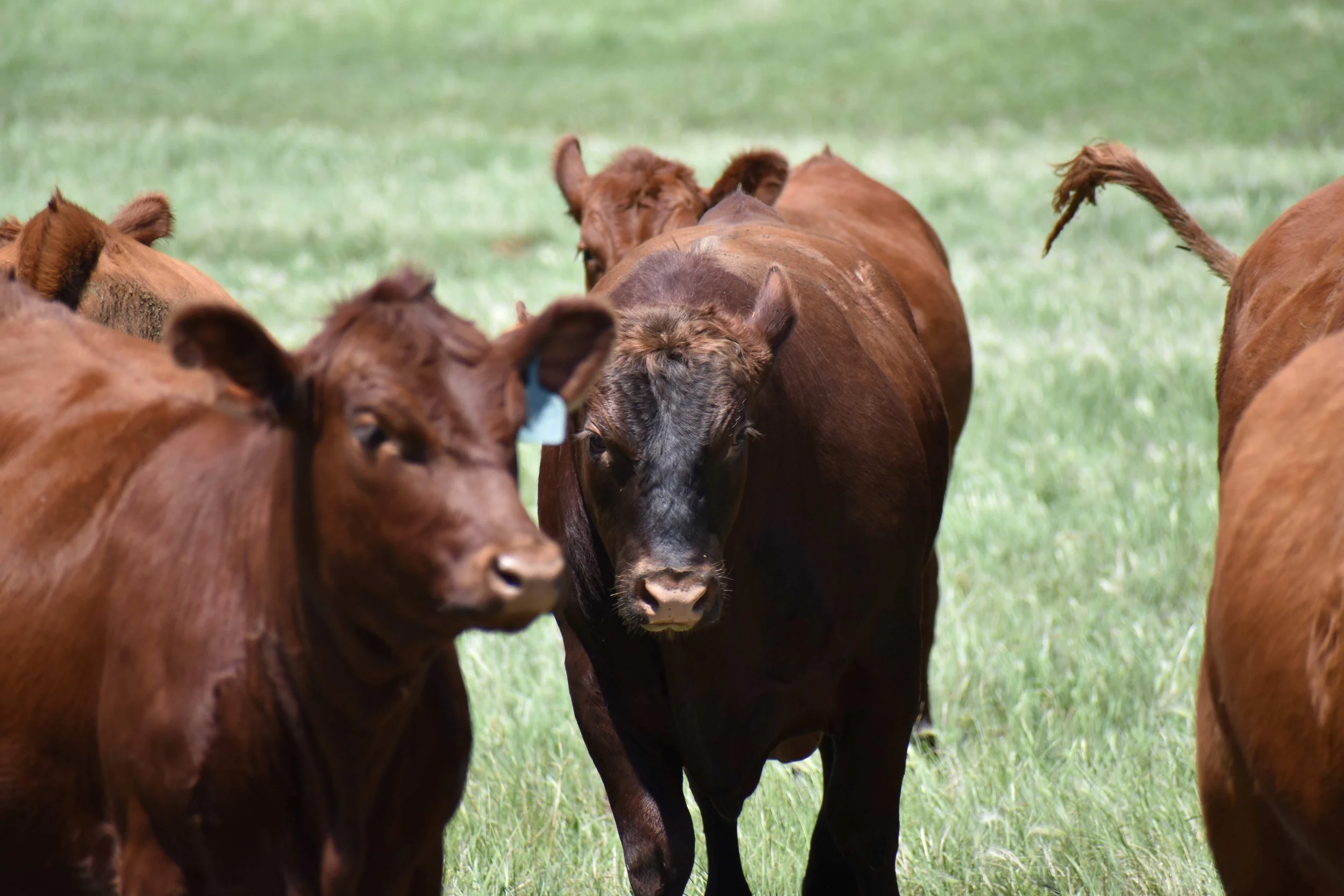 Cows Reduced.JPG