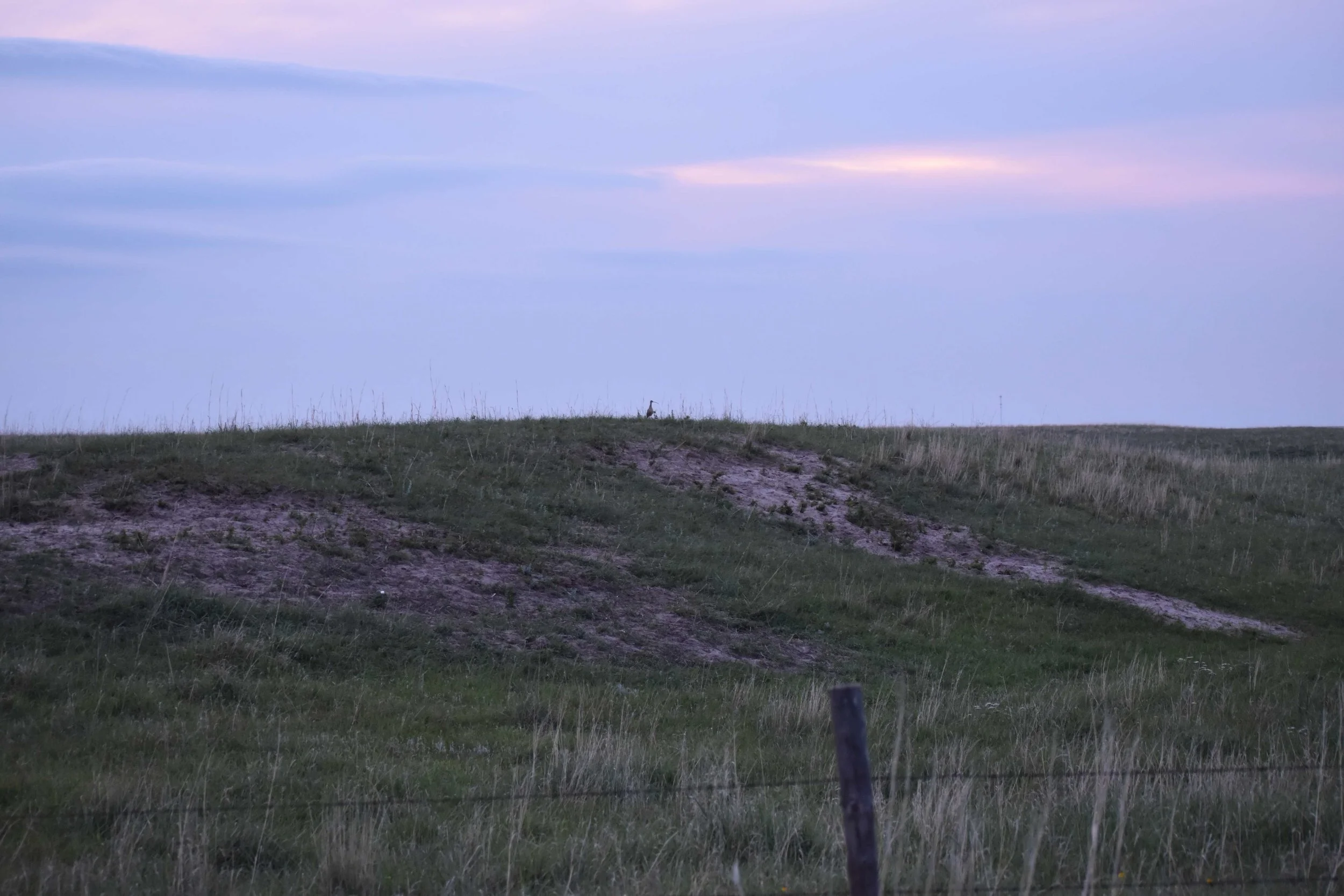 Curlew and Sky.JPG