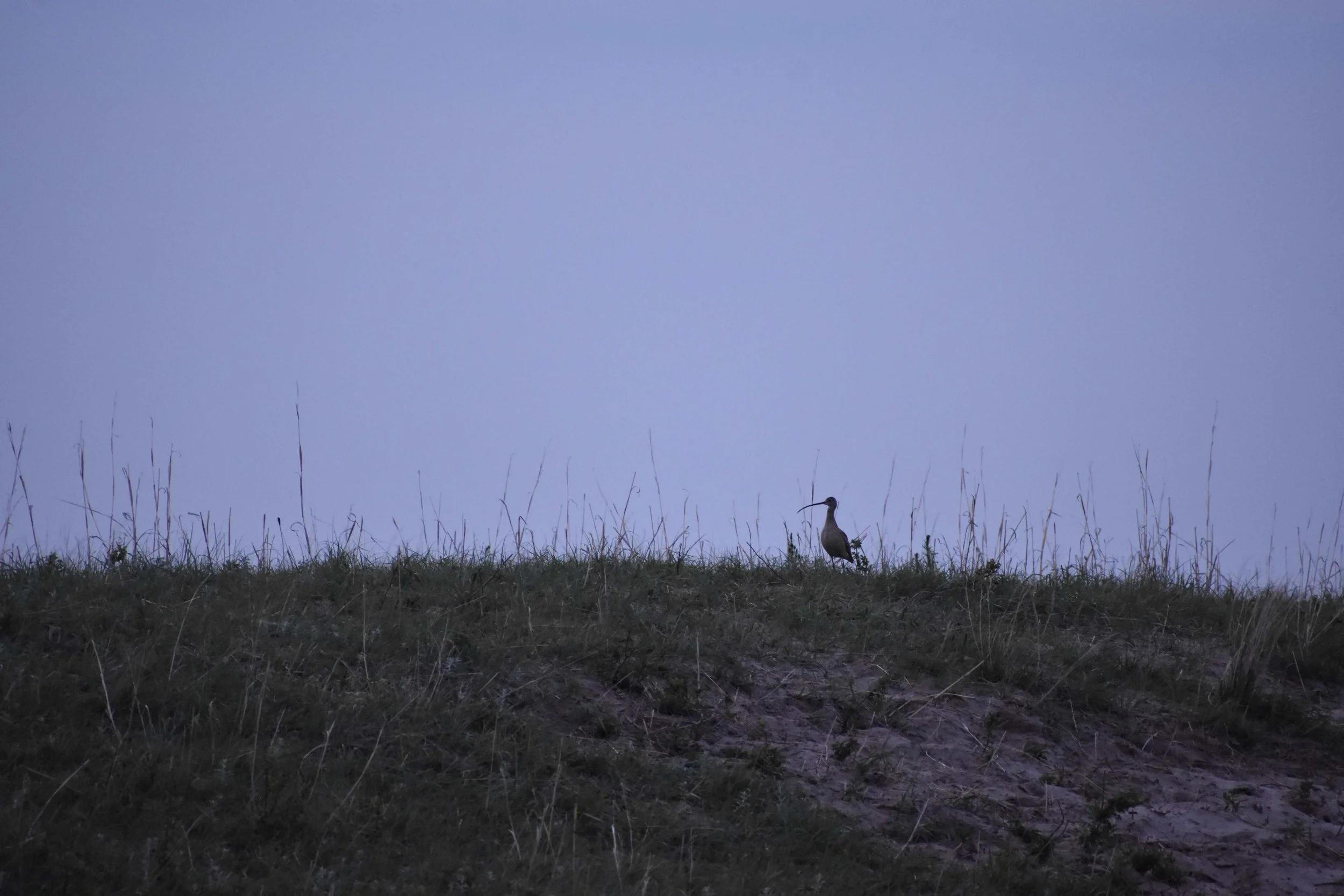 Curlew mk.JPG