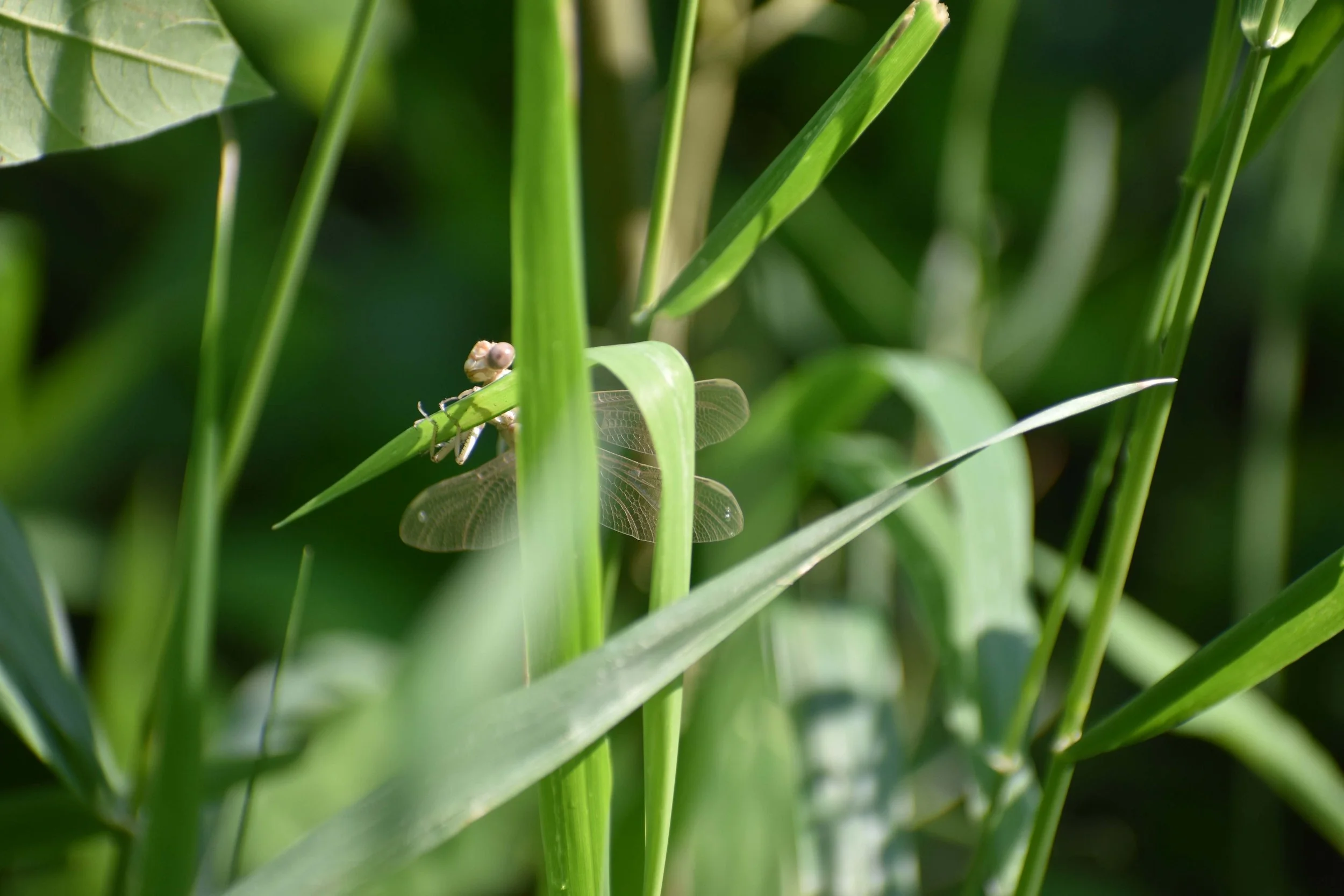 Dragonfly reduced.JPG