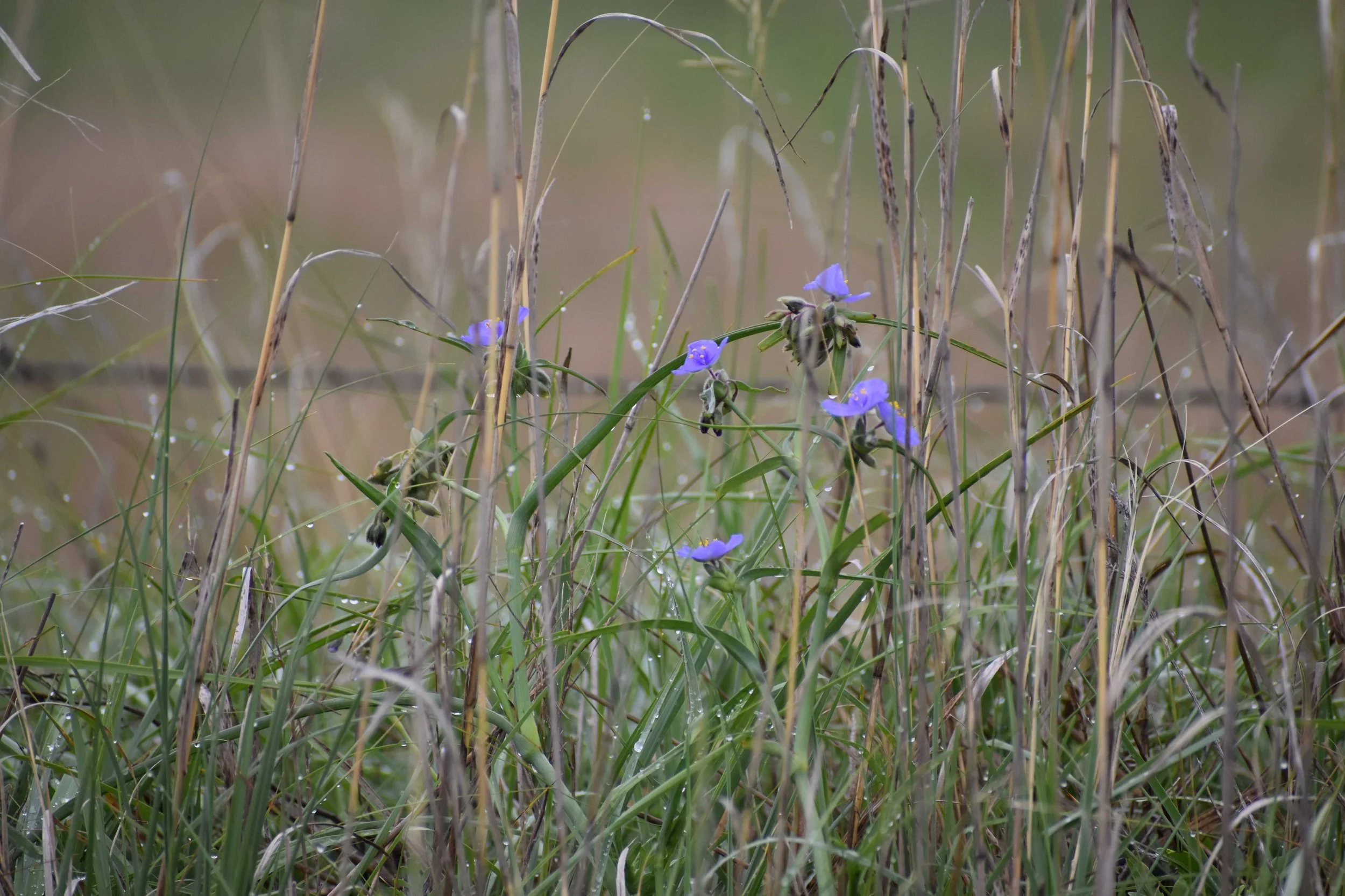 Flower Spiderwort reduced.JPG