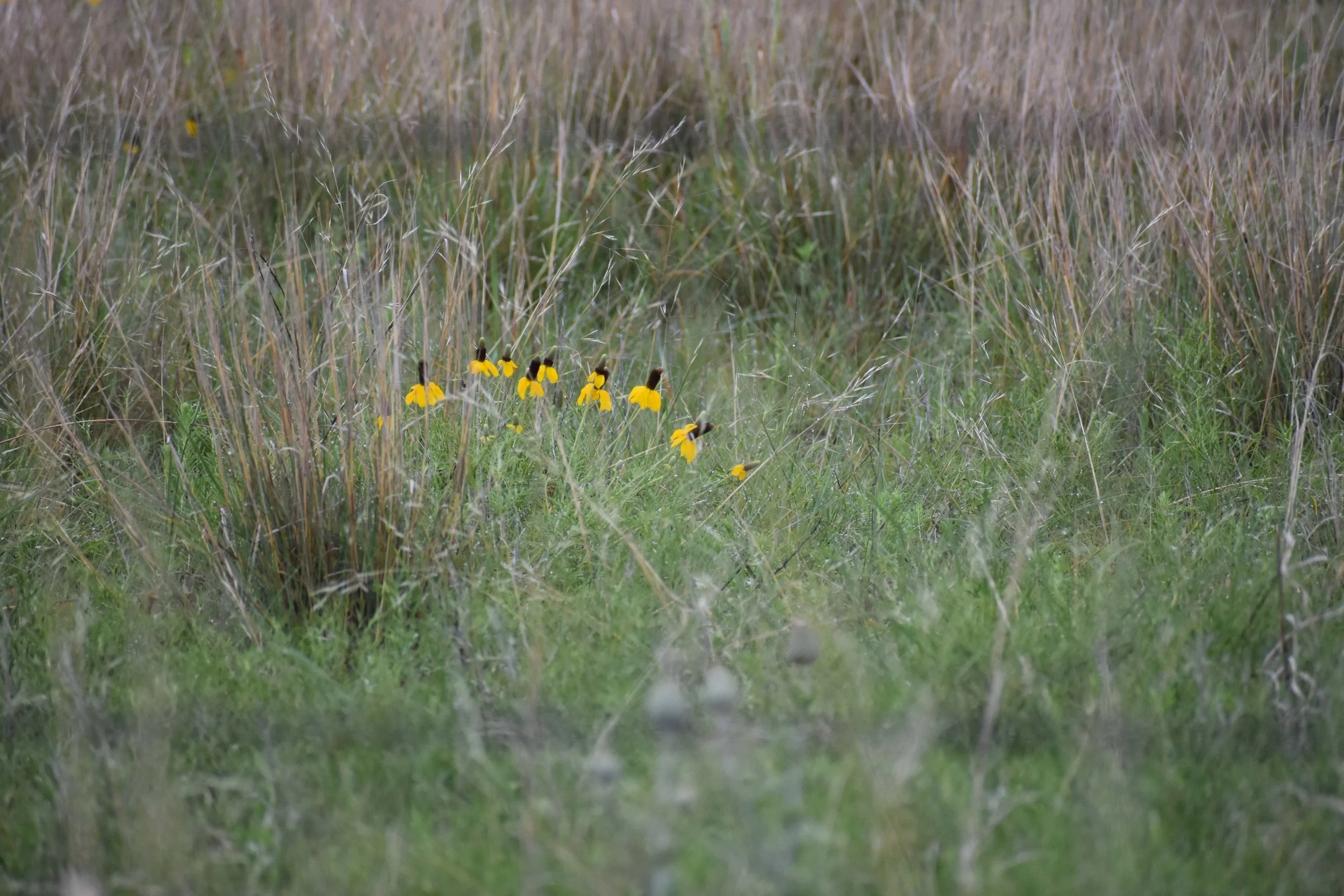 Flowers 6 reduced.JPG
