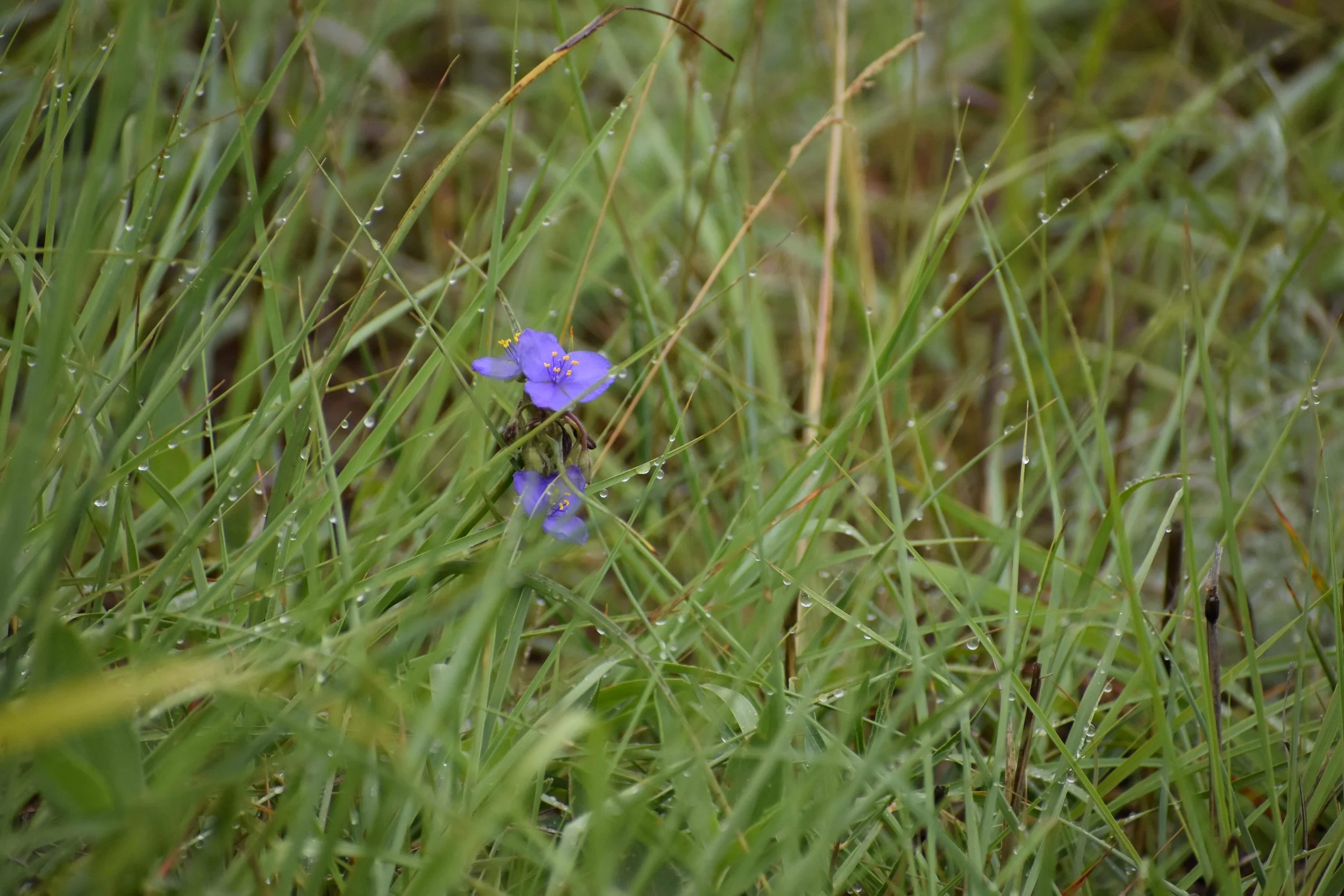 Flowers dew reduced.JPG