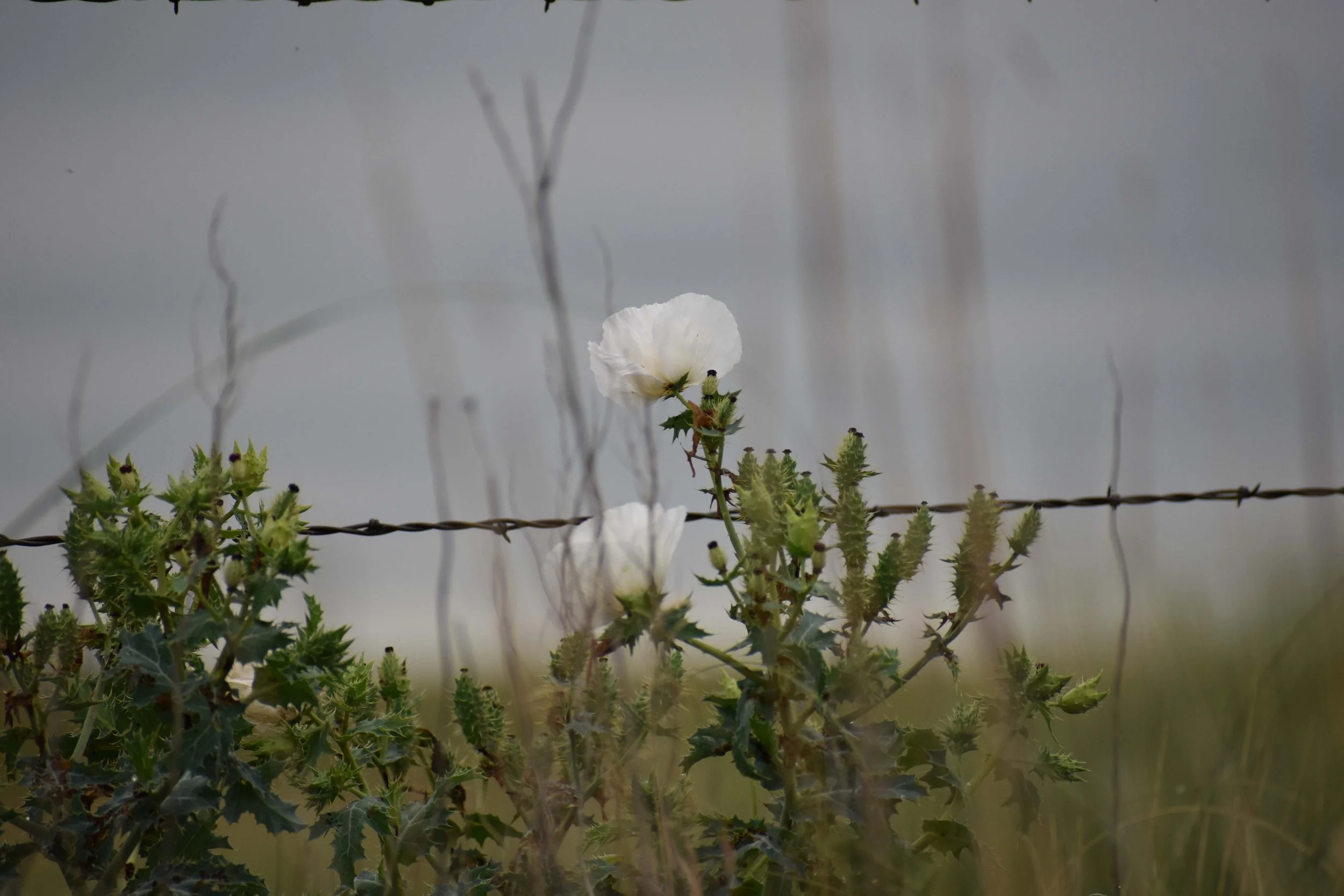 Flowers White reduced.JPG