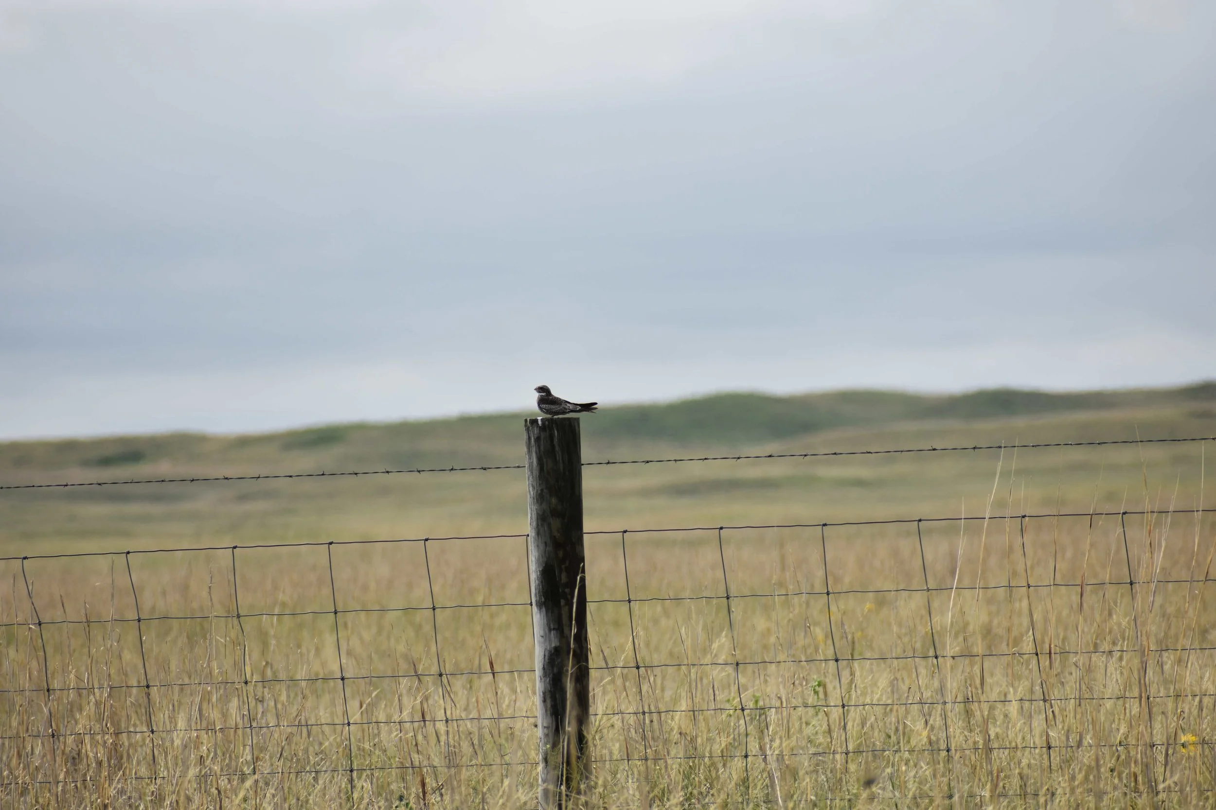 Common Nighthawk reduced.JPG