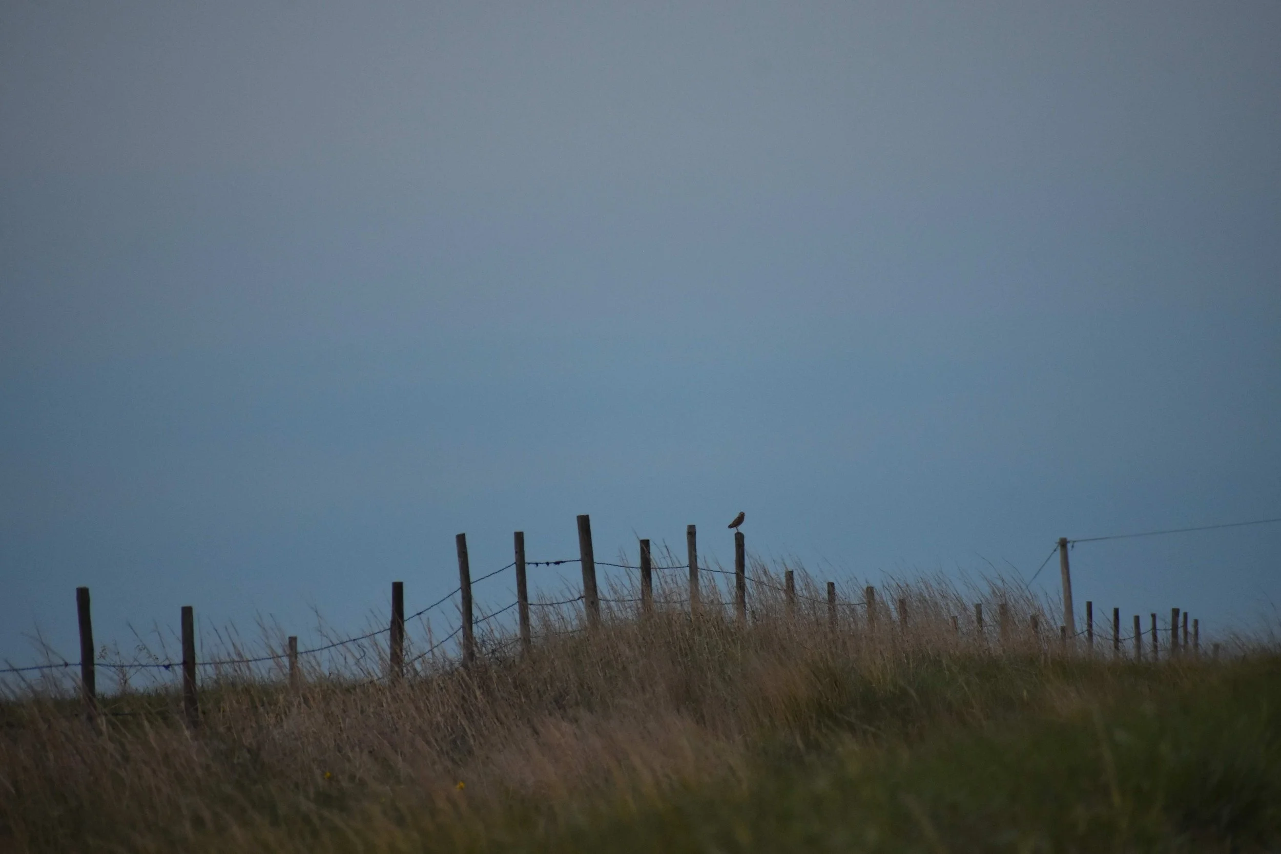 Owl NE Sandhills July 2026 Burrowing Owl.JPG