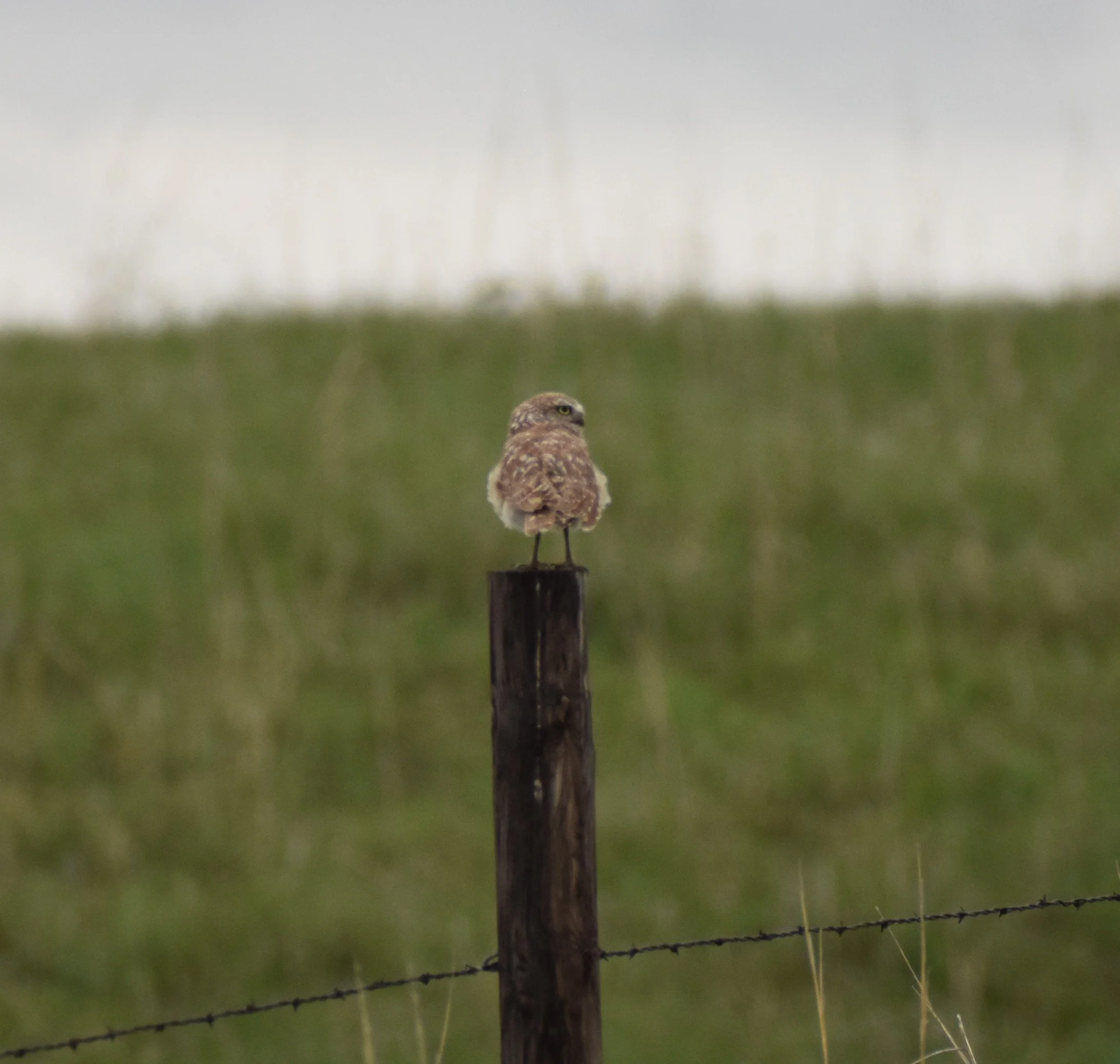 Burrowing Owl.JPG