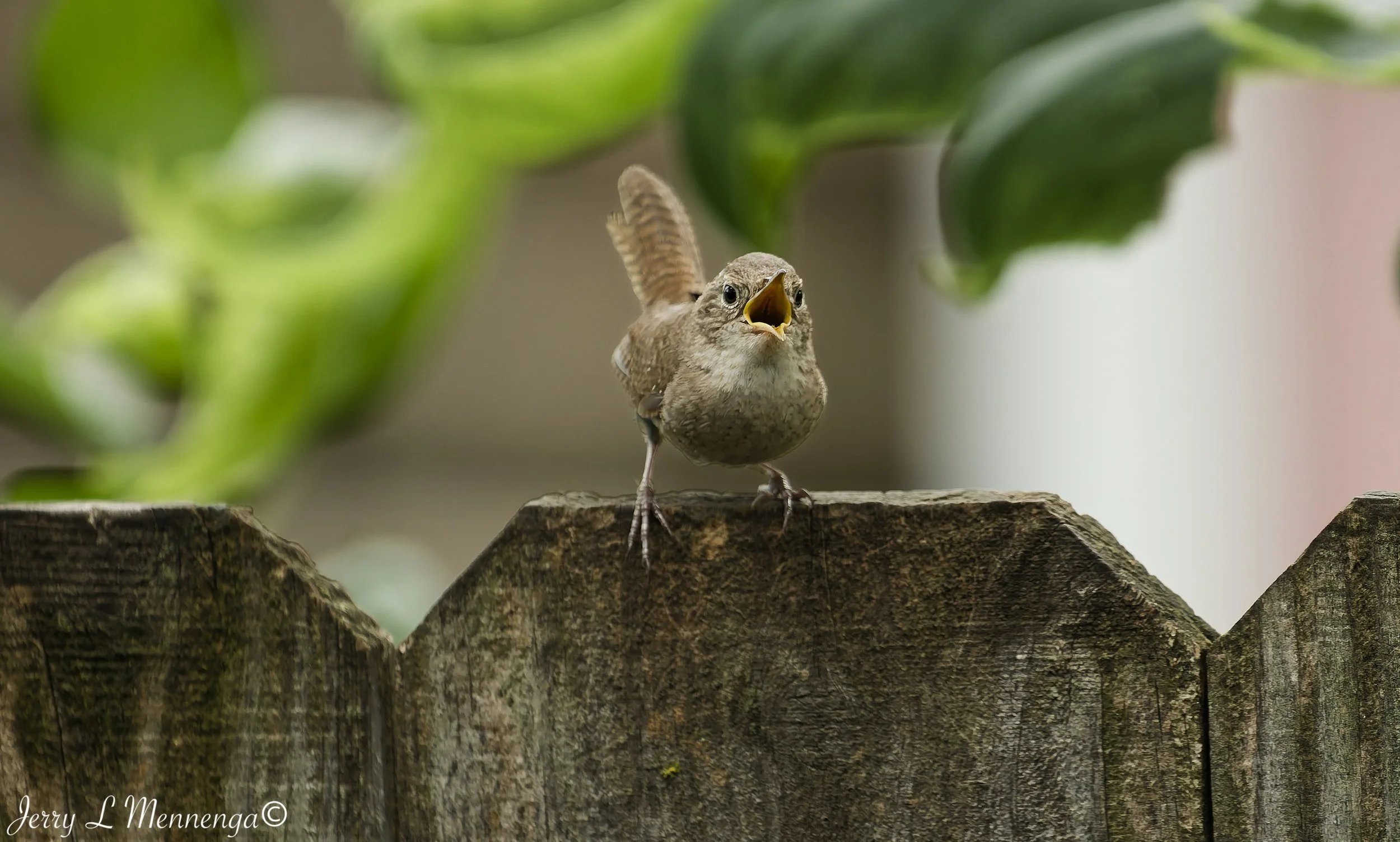 Backyard Birds Northern House Wren 2026 07-04_0022_DxO.jpg