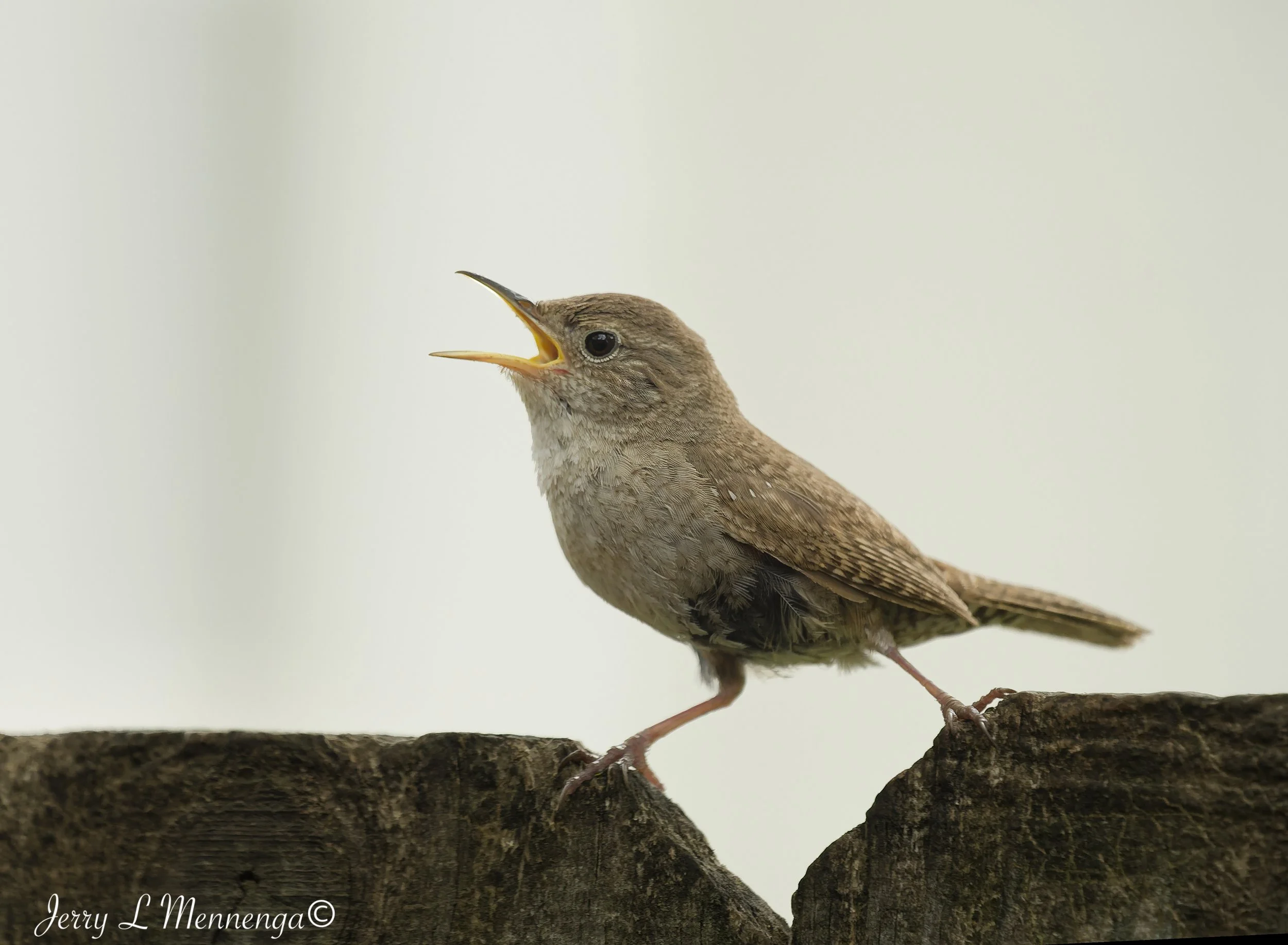 Backyard Birds Northern House Wren 2026 07-04_0145_DxO.jpg