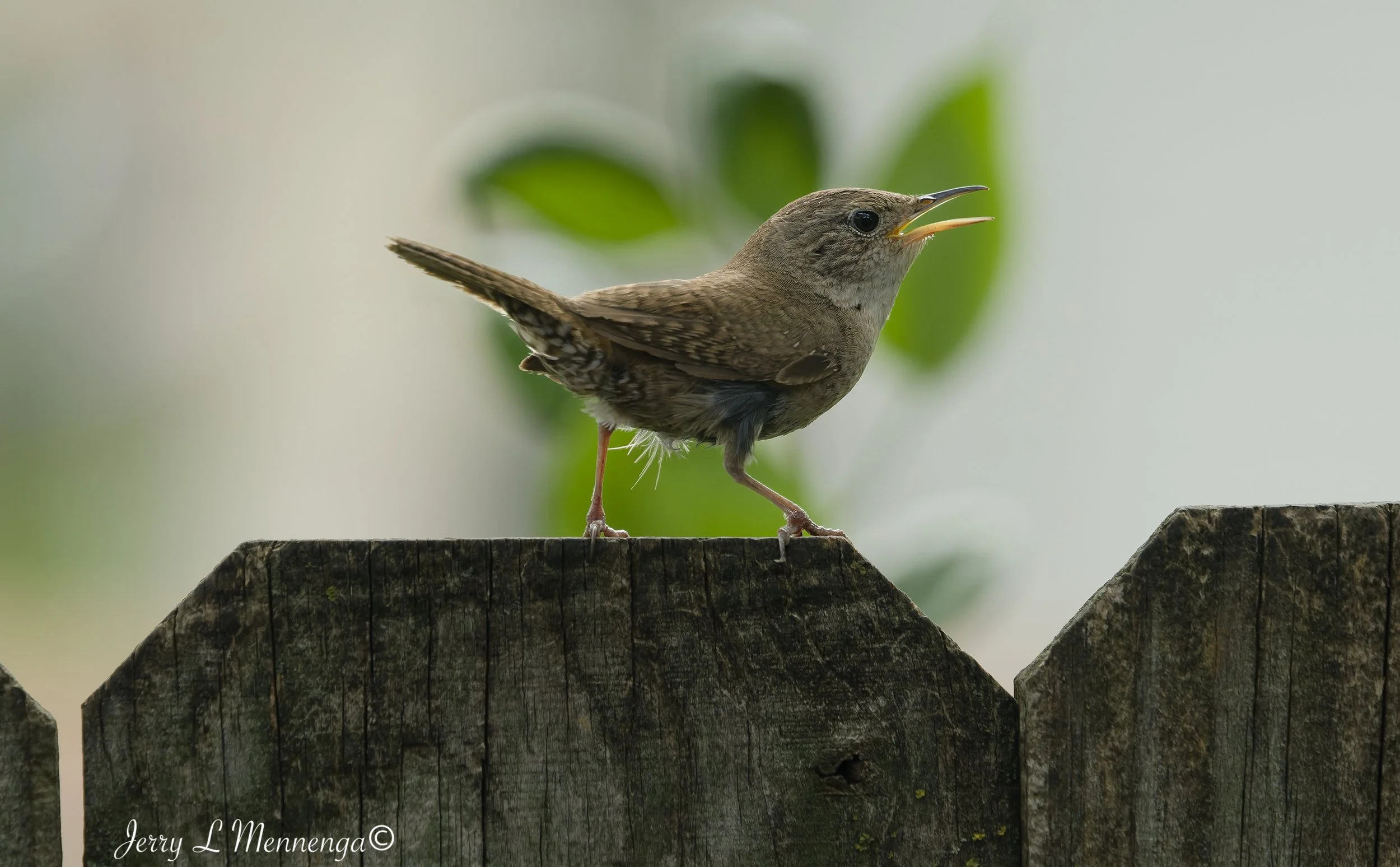 Backyard Birds Northern House Wren 2026 07-04_0812_DxO.jpg