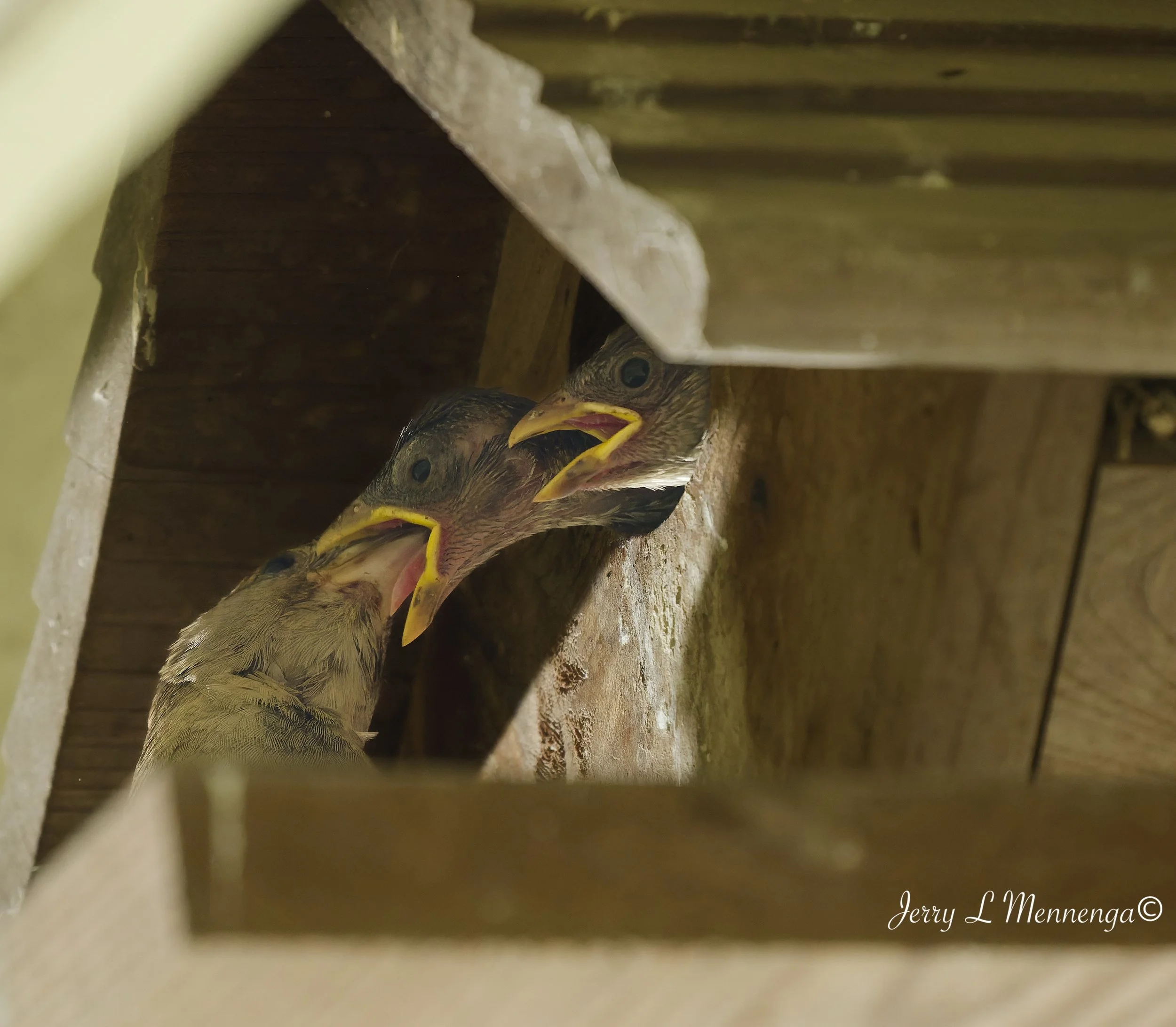 BackyardBirdsSiouxCity-202607-18_0034_DxO.jpg