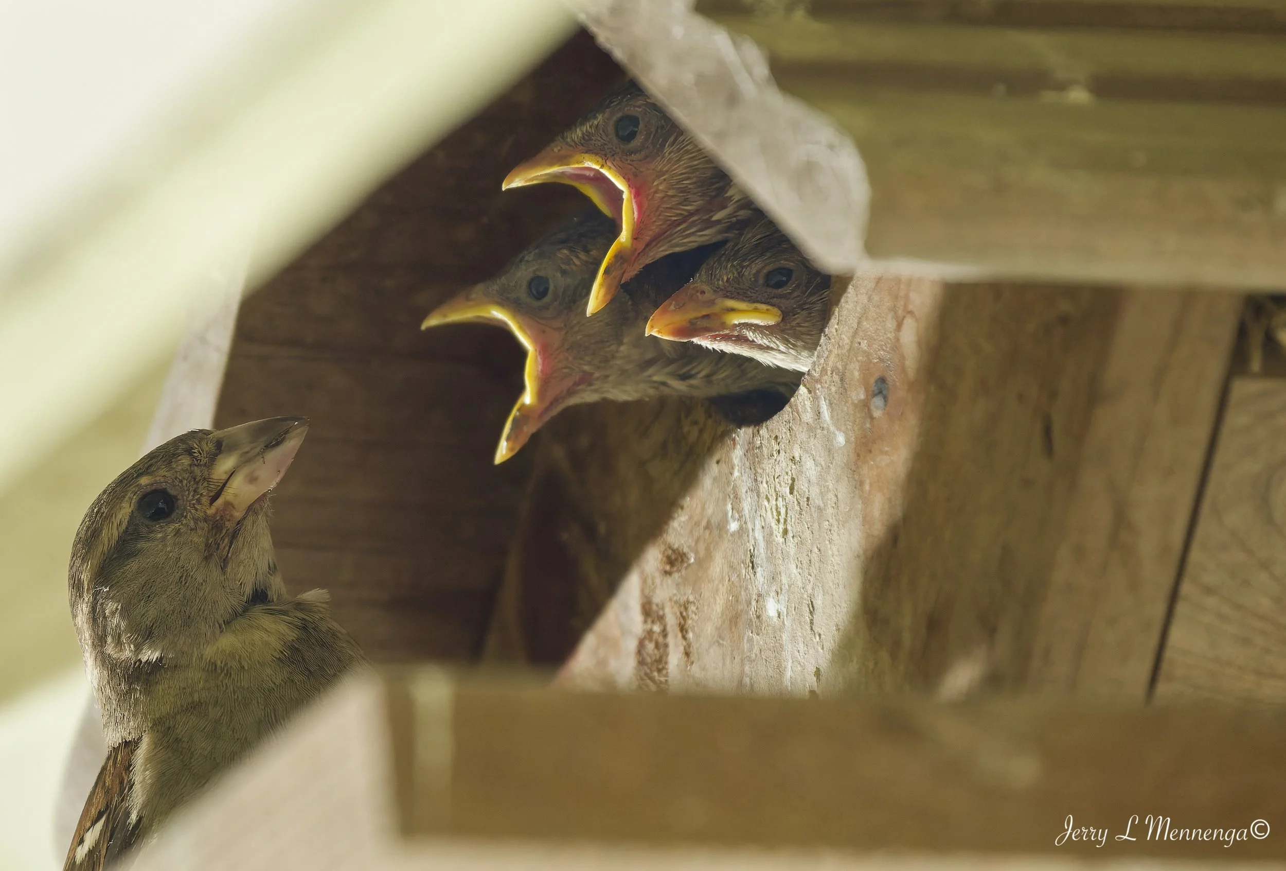 BackyardBirdsSiouxCity-202607-18_0083_DxO.jpg