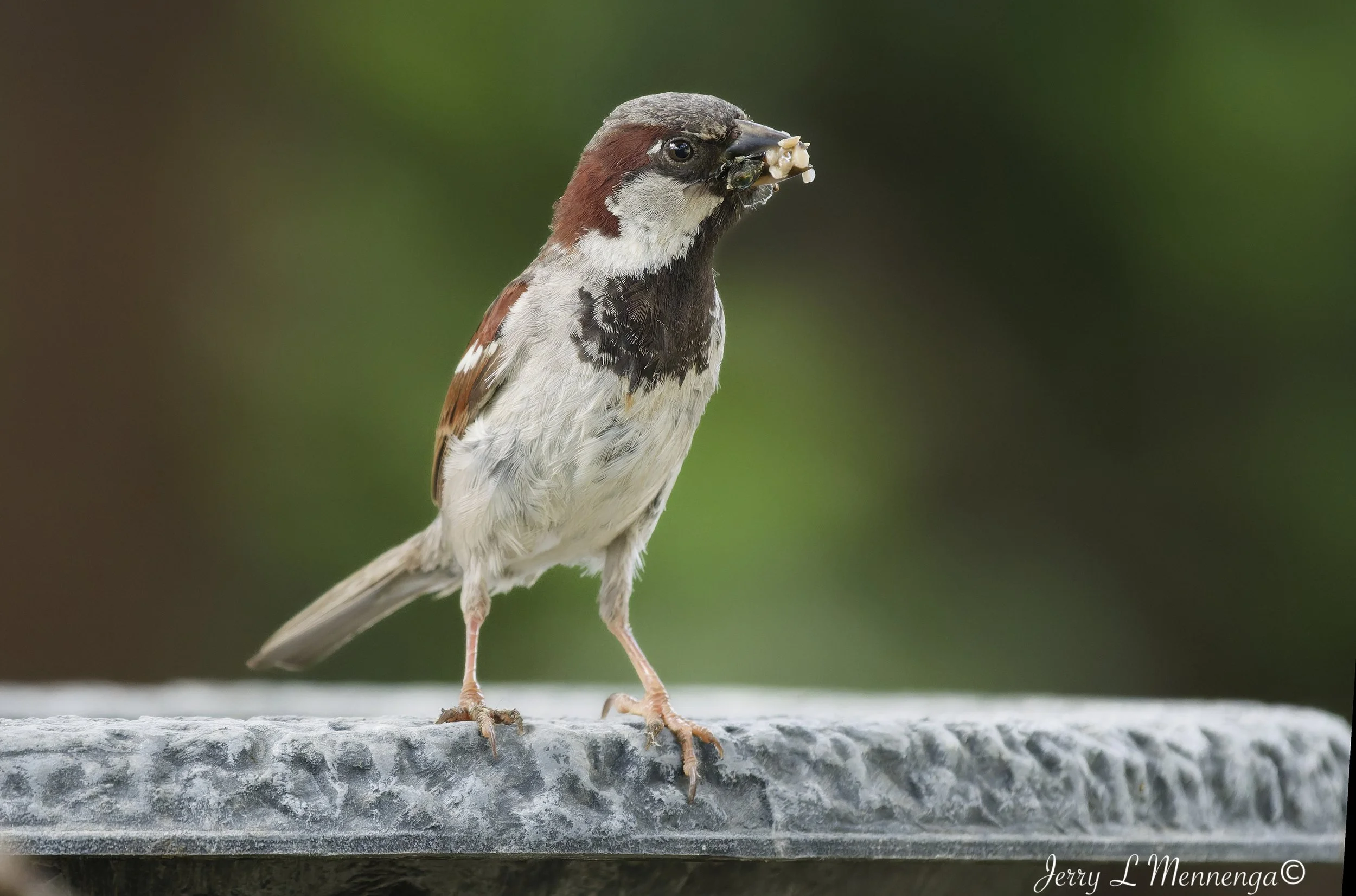 BackyardBirdsSiouxCity202607-18_0746_DxO.jpg
