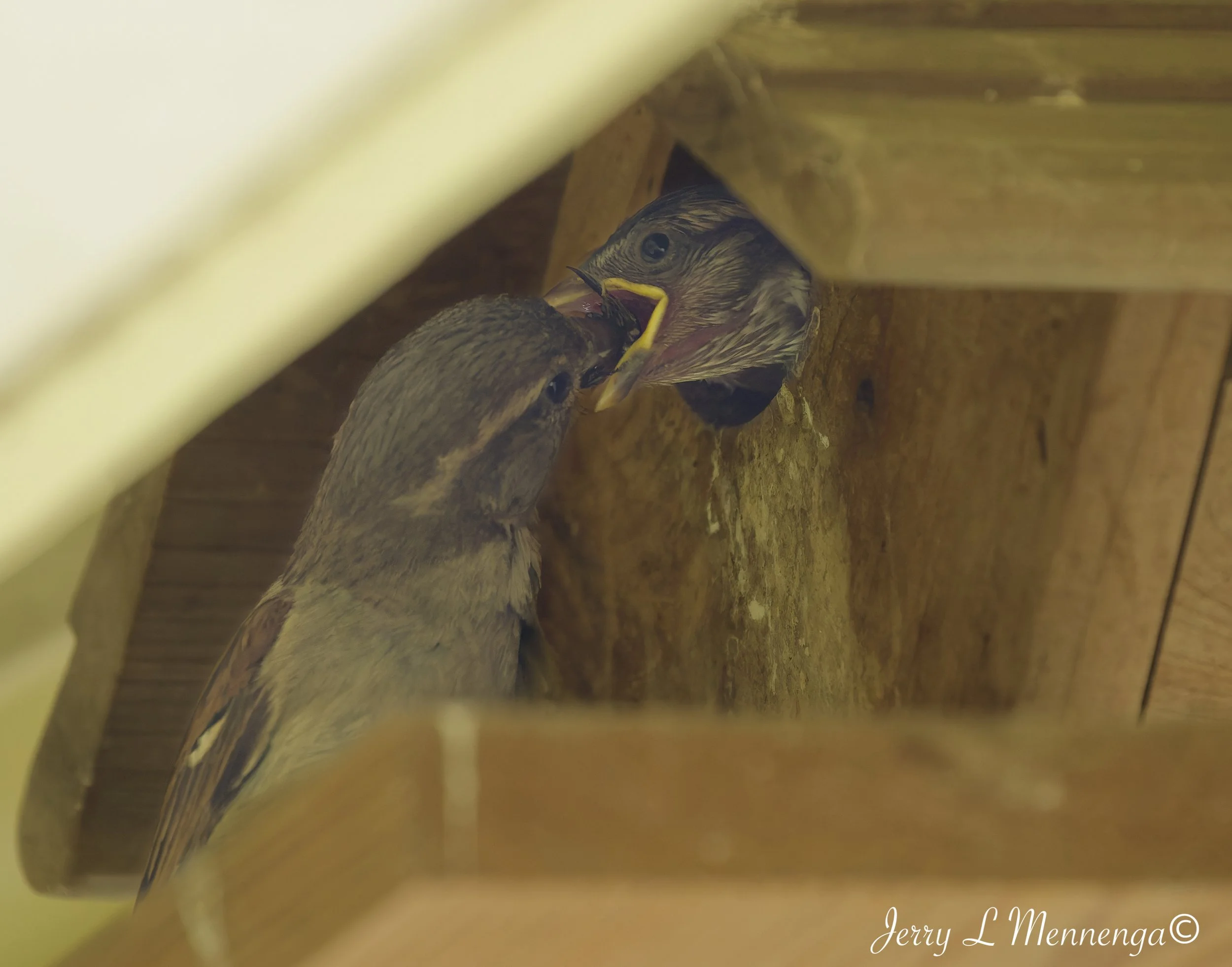 BackyardBirdsSiouxCity202607-18_1094_DxO.jpg
