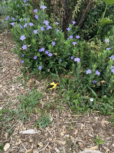 IMG_7482.jpeg