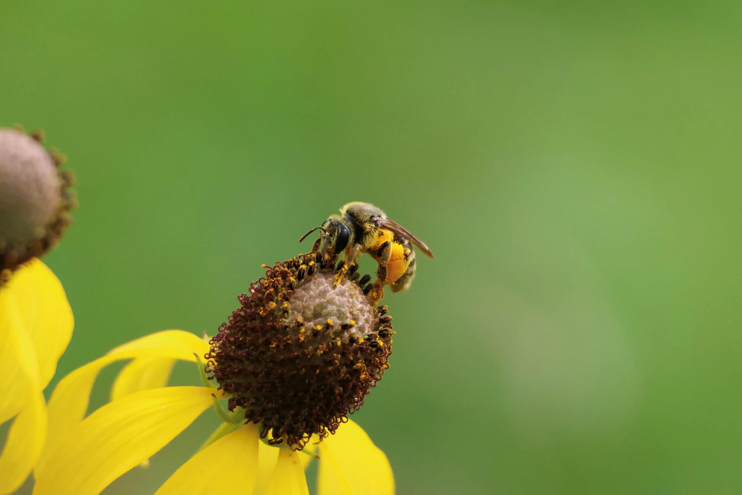 Bee.jpg