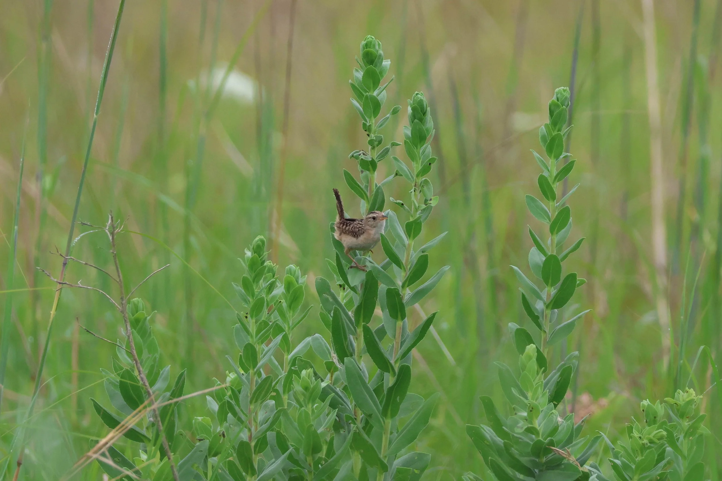 Sedge Wren.jpg