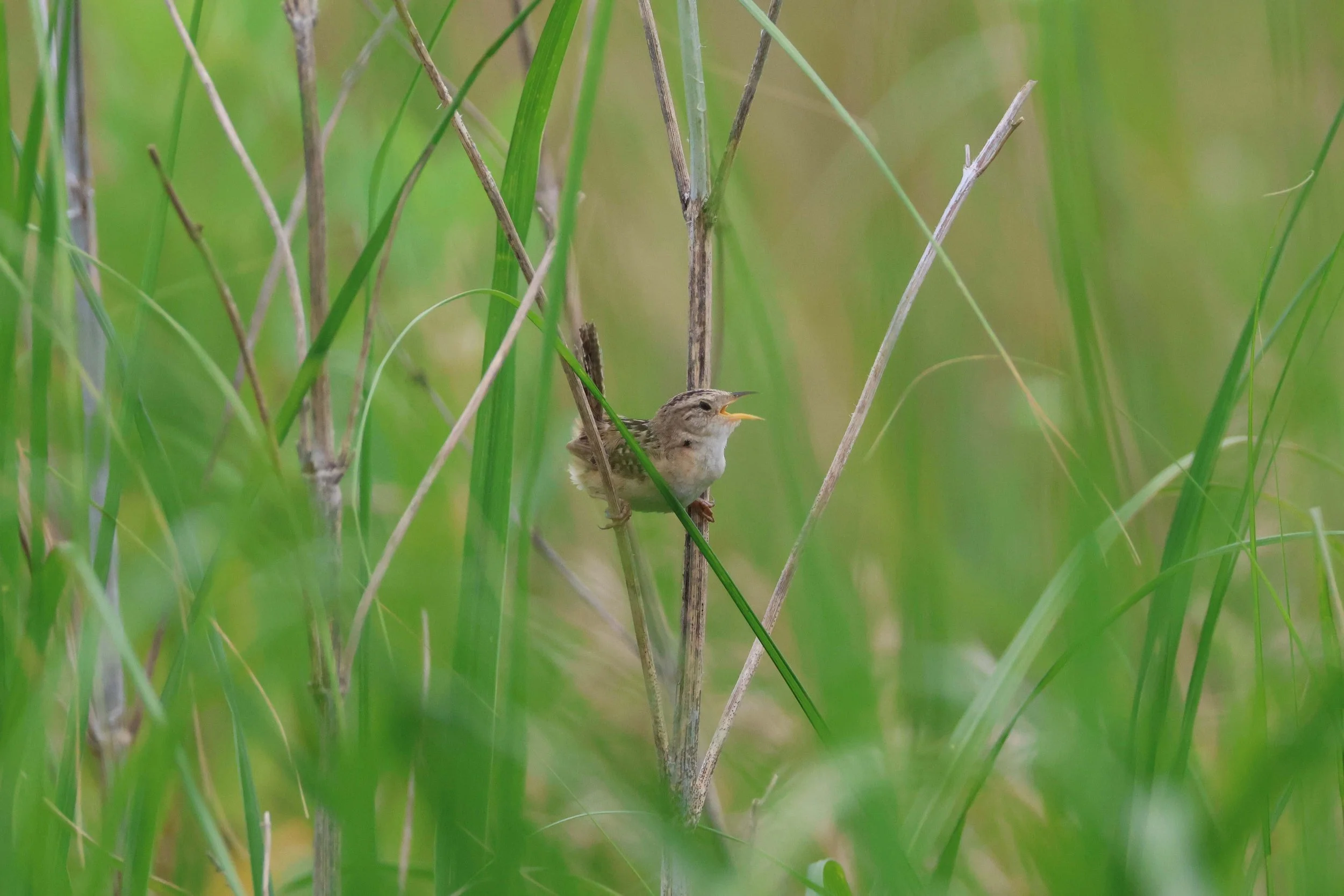 Sedge Wren 2.jpg