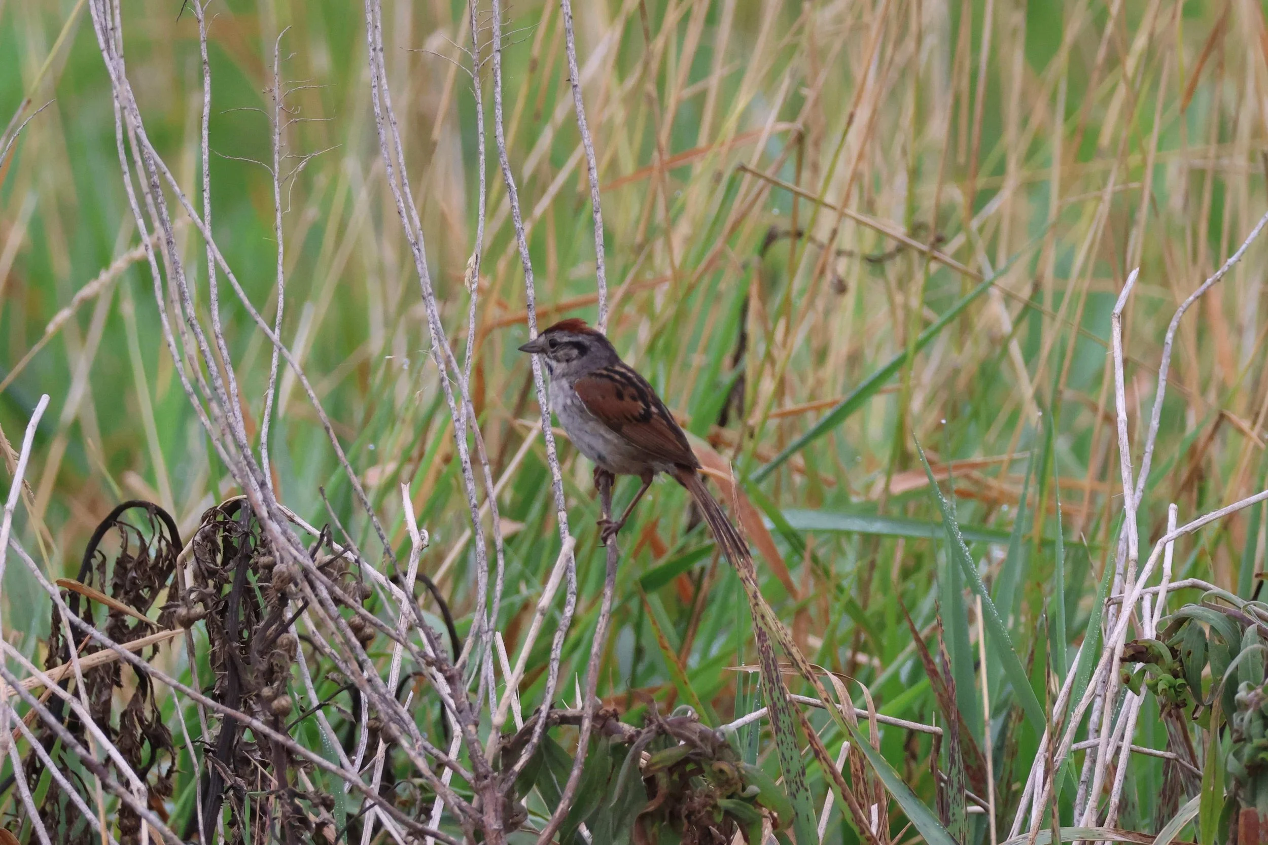 Swamp Sparrow.jpg